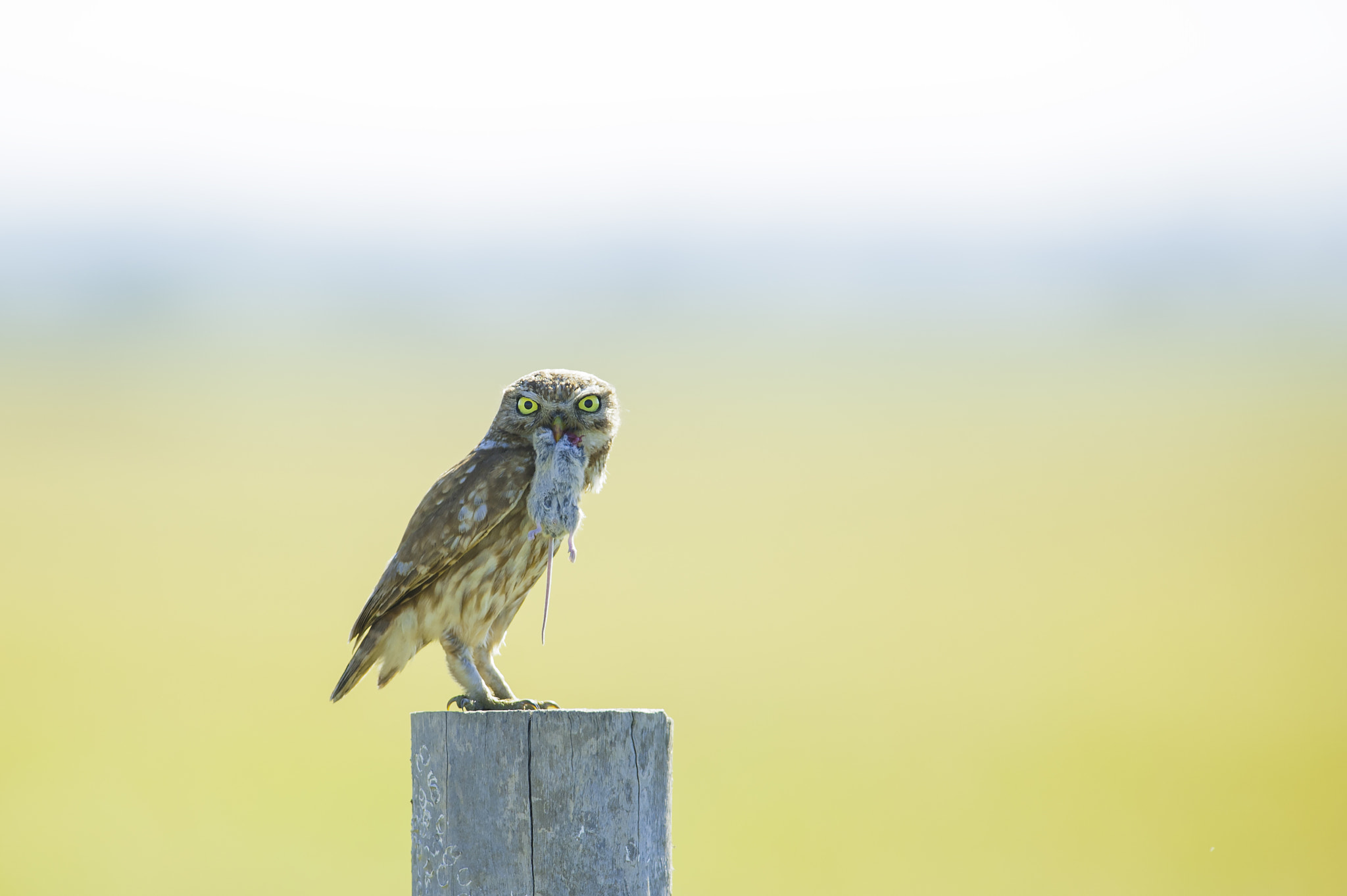 Nikon AF-S Nikkor 300mm F2.8G ED VR II sample photo. Chevêche photography