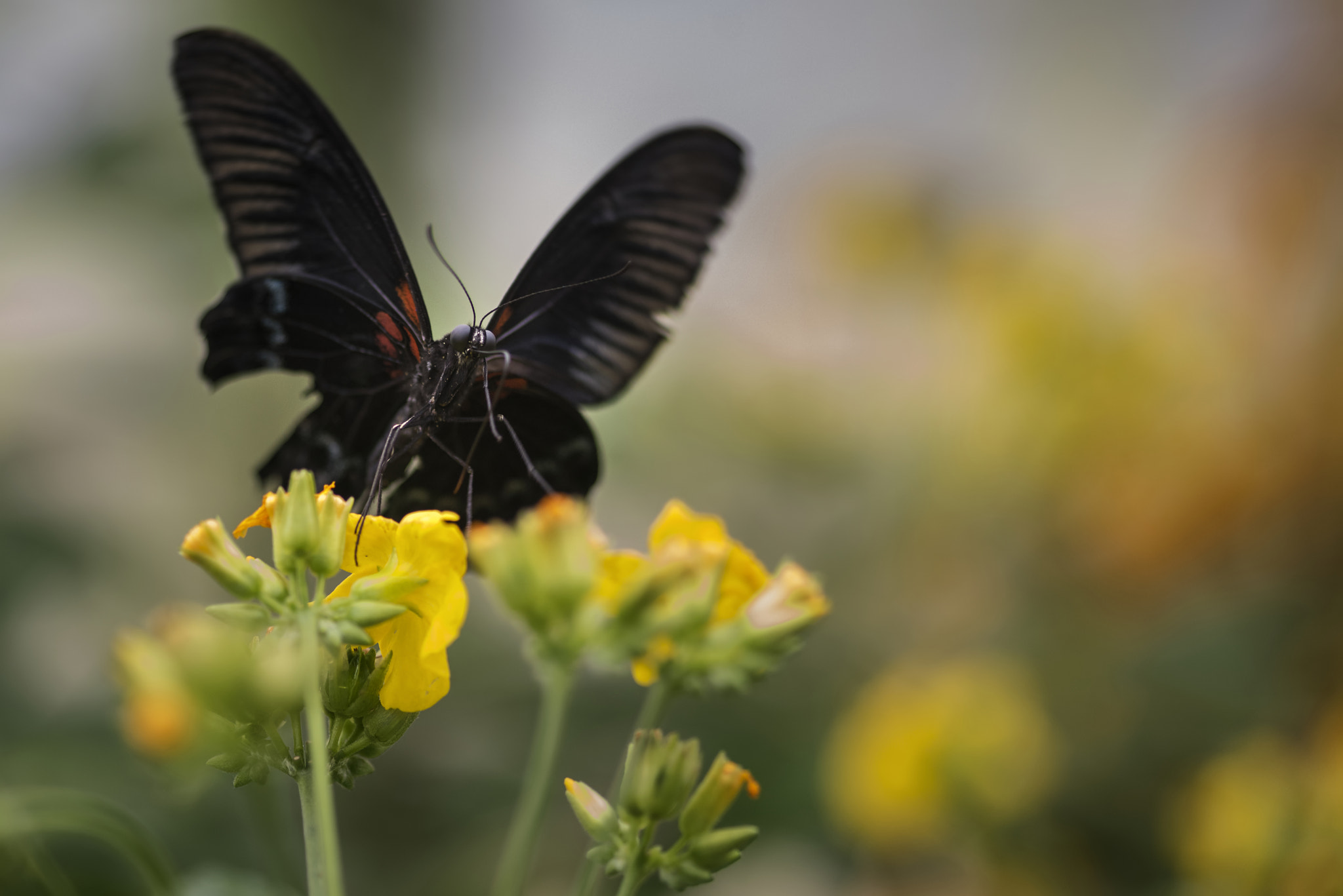 Nikon D800 + Sigma 105mm F2.8 EX DG Macro sample photo. Stunning scarlet swallowtail butterfly on bright yellow flower w photography