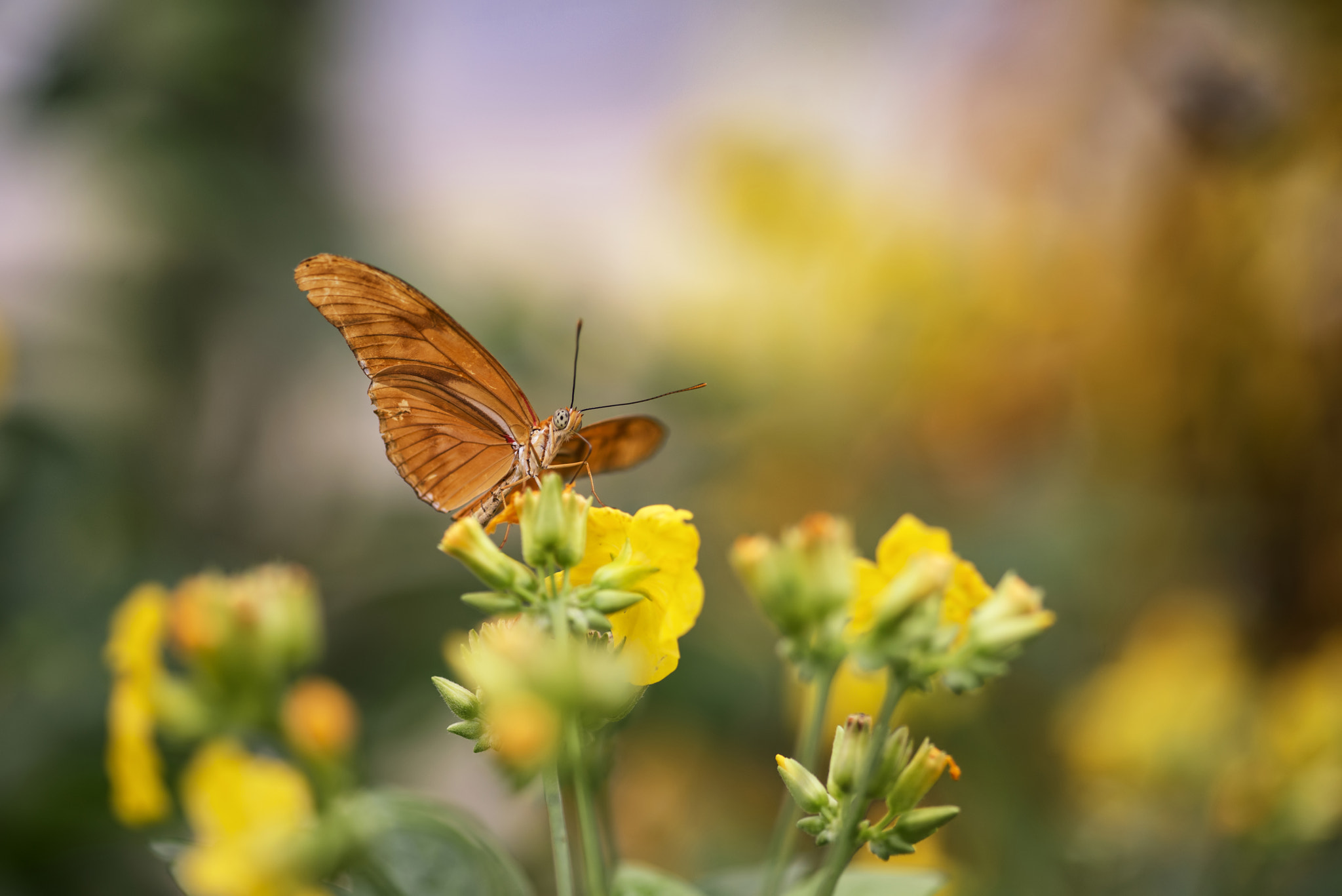 Nikon D800 + Sigma 105mm F2.8 EX DG Macro sample photo. Julia butterfly lepidoptra nymphalidae butterfly on vibrant yell photography