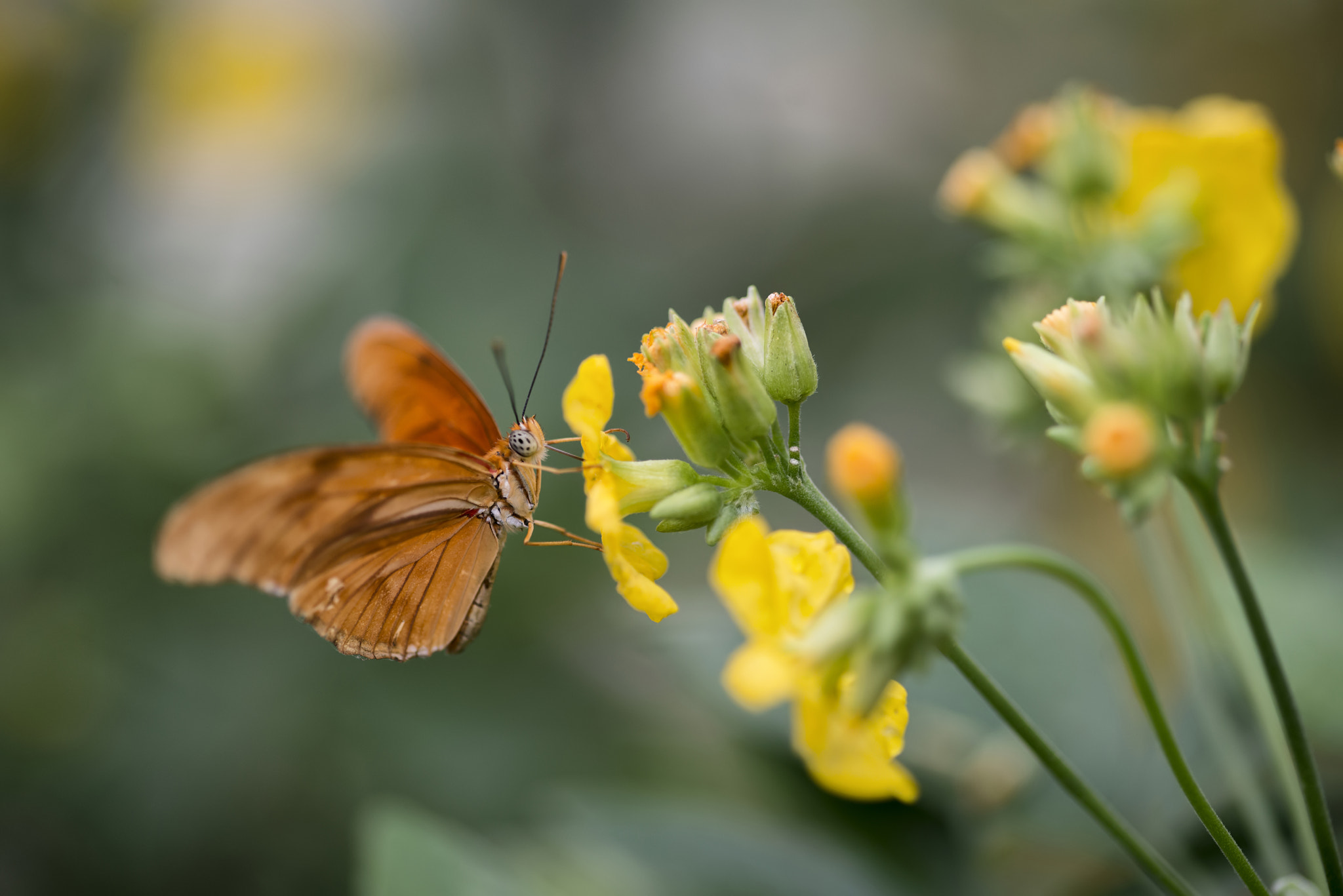 Nikon D800 + Sigma 105mm F2.8 EX DG Macro sample photo. Julia butterfly lepidoptra nymphalidae butterfly on vibrant yell photography