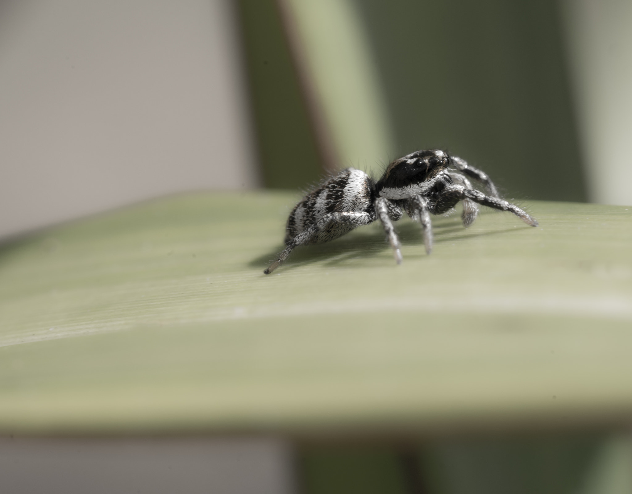 Panasonic Lumix DMC-GM1 + Olympus M.Zuiko Digital ED 60mm F2.8 Macro sample photo. Zebra crossing photography