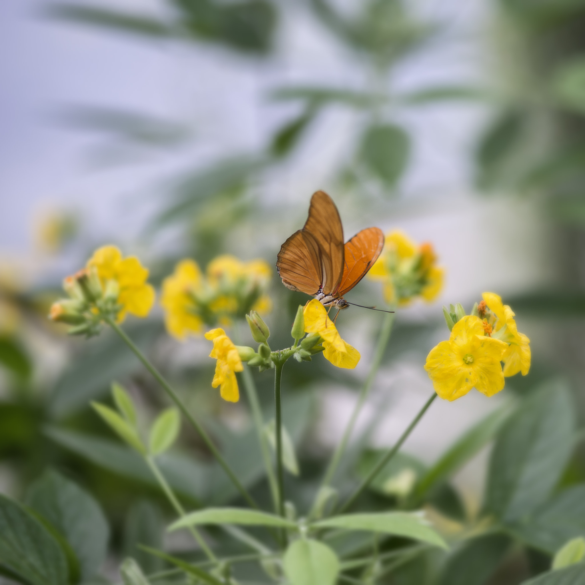 Nikon D800 + Sigma 105mm F2.8 EX DG Macro sample photo. Julia butterfly lepidoptra nymphalidae butterfly on vibrant yell photography