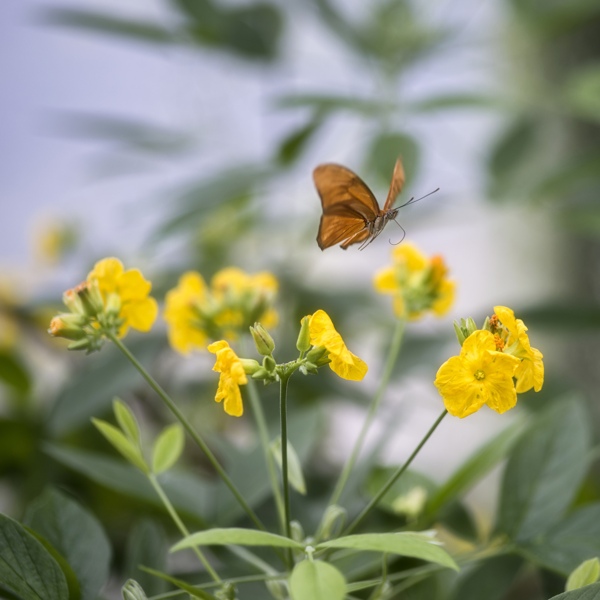 Nikon D800 + Sigma 105mm F2.8 EX DG Macro sample photo. Julia butterfly lepidoptra nymphalidae butterfly on vibrant yell photography