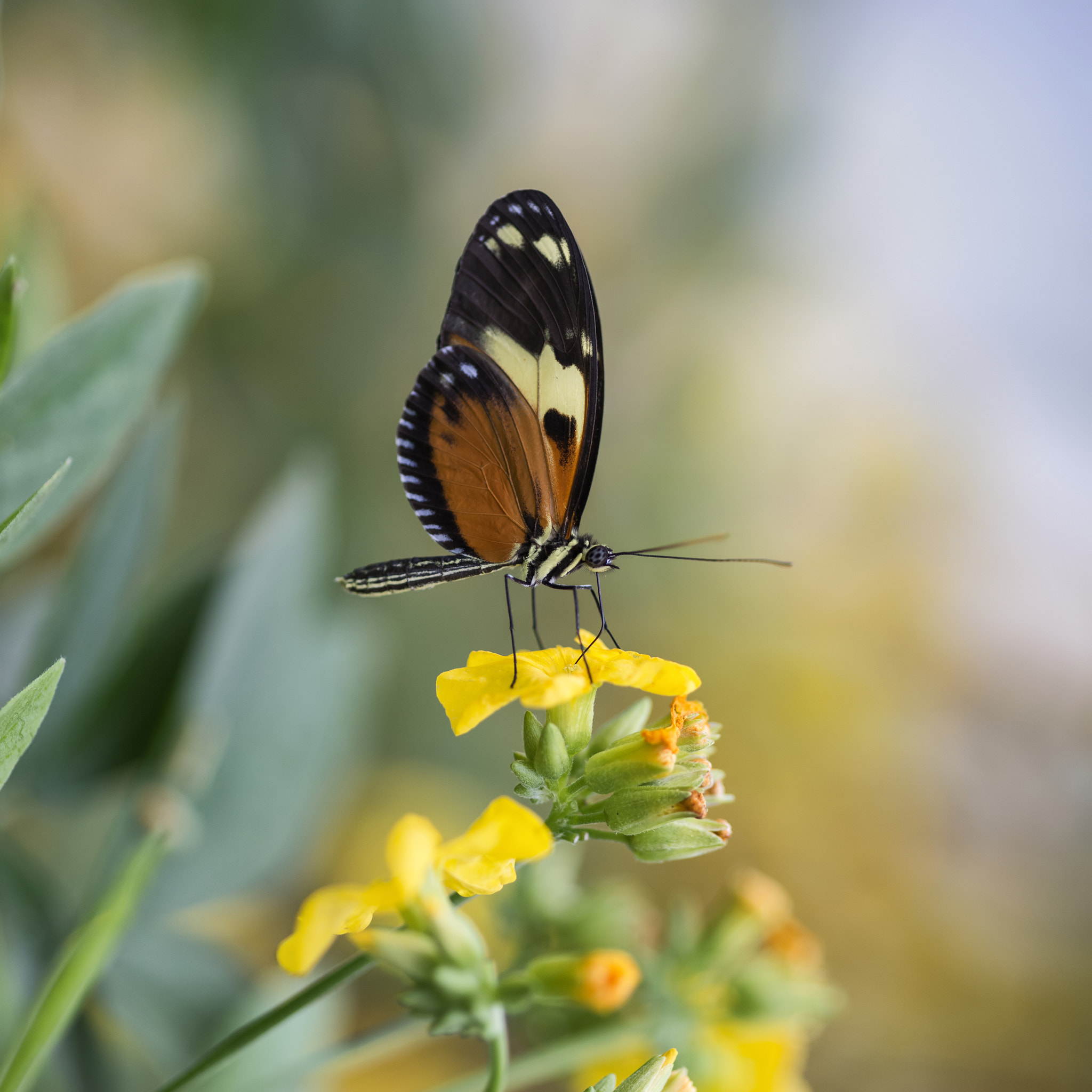 Sigma 105mm F2.8 EX DG Macro sample photo. Stunning butterfly insect on vibrant yellow flower photography