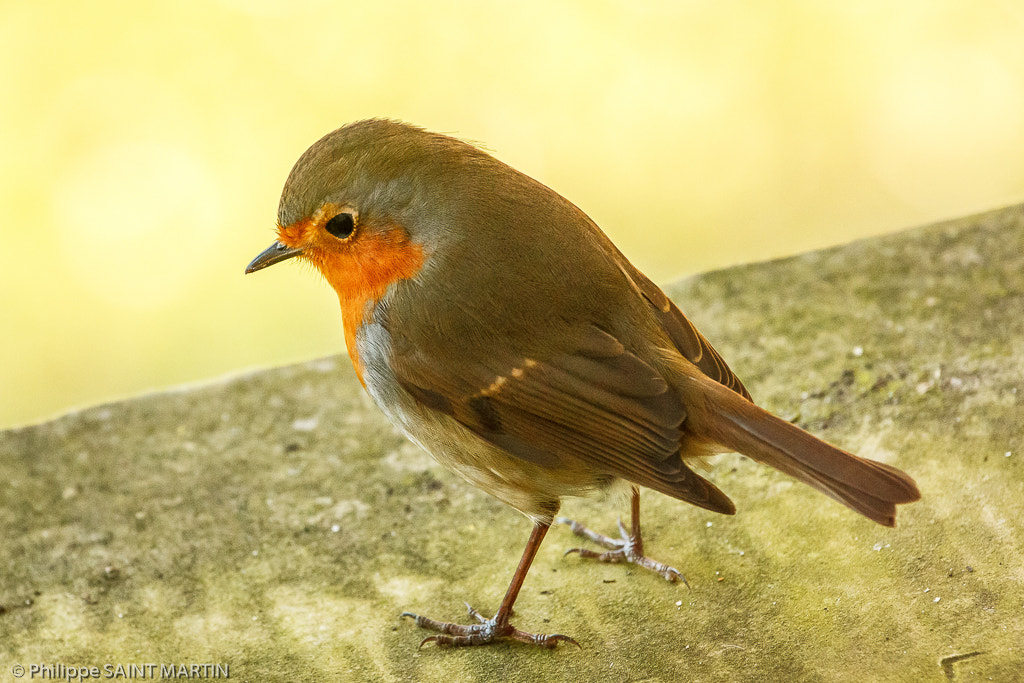 Canon EOS 60D + Canon EF 70-200mm F4L IS USM sample photo. Rouge-gorge - robin photography