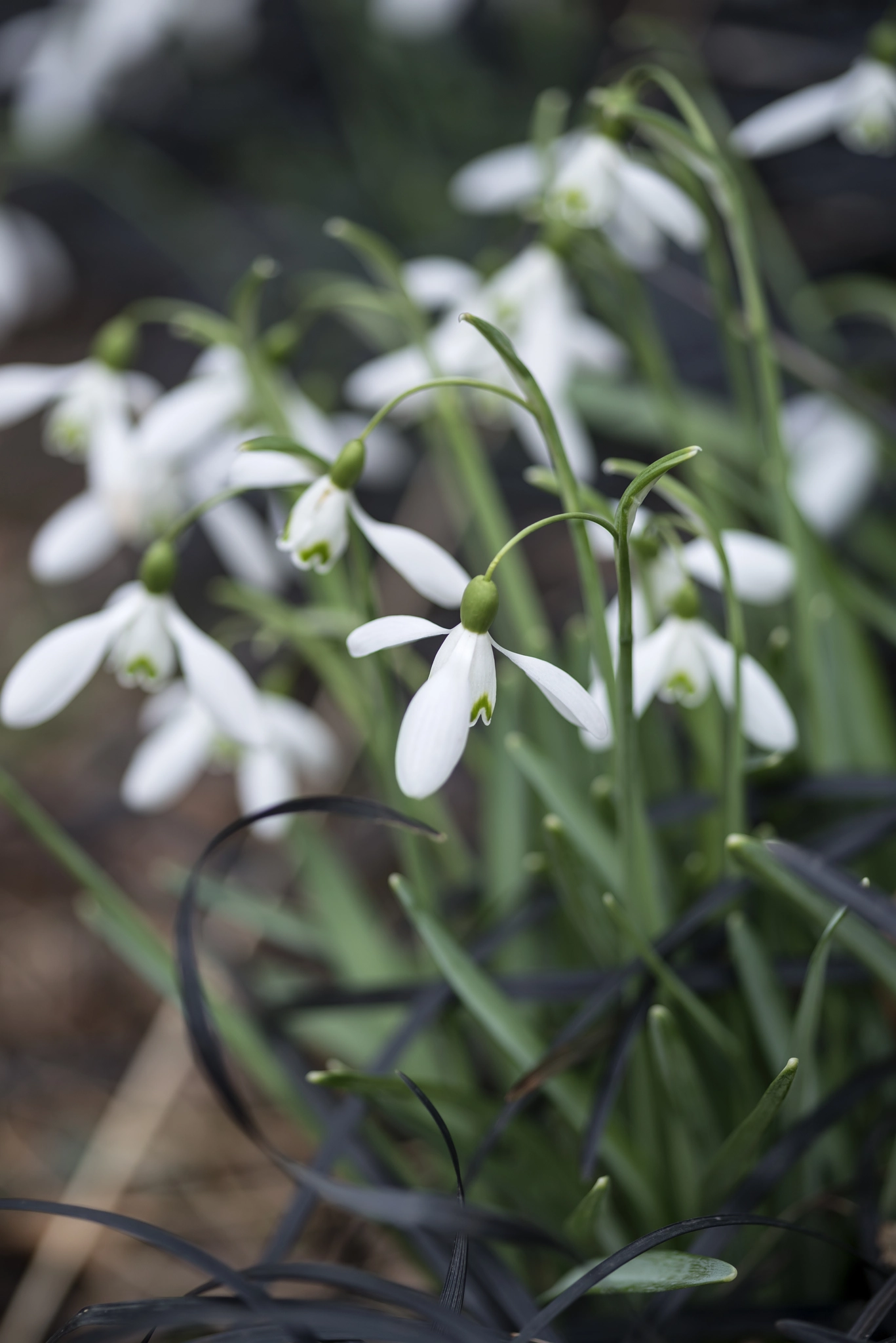 Nikon D800 + Sigma 105mm F2.8 EX DG Macro sample photo. Beautiful snowdrop galanthus flowers in full bloom in spring for photography