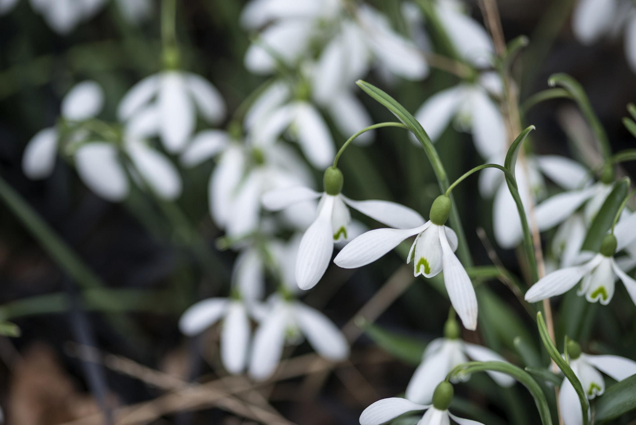 Nikon D800 + Sigma 105mm F2.8 EX DG Macro sample photo. Beautiful snowdrop galanthus flowers in full bloom in spring for photography
