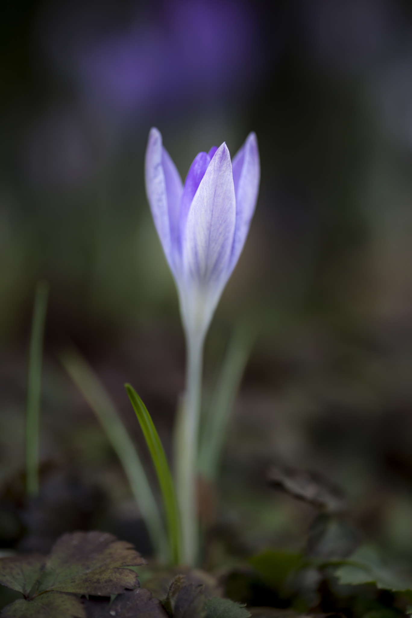 Nikon D800 + Sigma 105mm F2.8 EX DG Macro sample photo. Stunning vibrant crocus flowers in spring on forest floor photography
