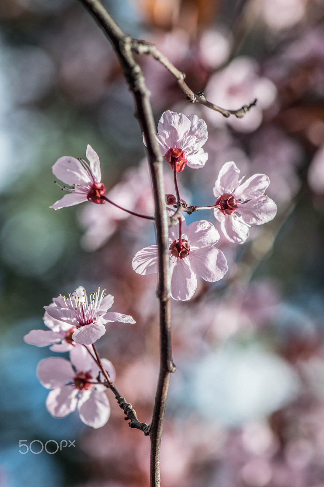 Nikon AF-S Micro-Nikkor 105mm F2.8G IF-ED VR sample photo. Spring photography