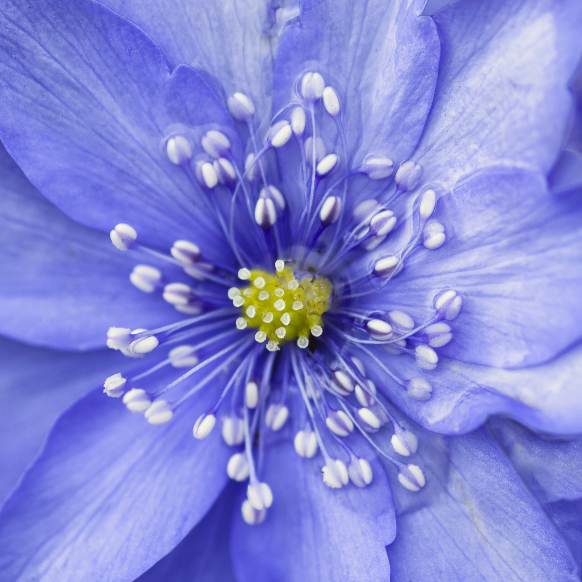Nikon D800 + Sigma 105mm F2.8 EX DG Macro sample photo. Stunning close up of lavender blue flower in bloom in spring wit photography