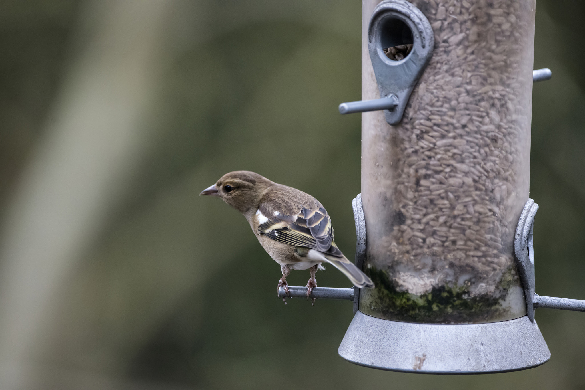Nikon D800 + Sigma 150-600mm F5-6.3 DG OS HSM | C sample photo. Beautiful female house sparrow passer domesticus on bird feeder photography