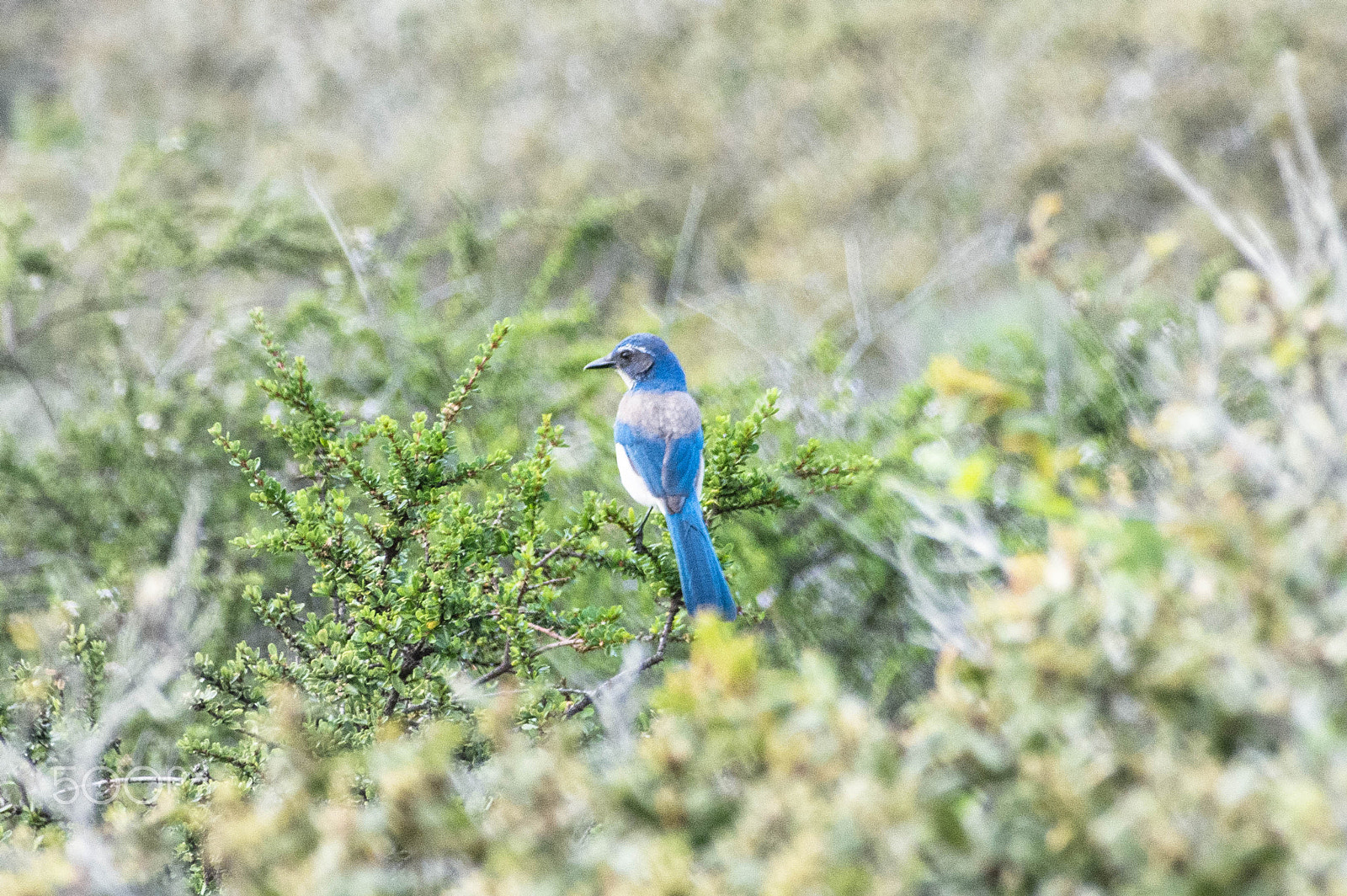 Nikon D7100 + Sigma 70-300mm F4-5.6 DG OS sample photo. California scrub jay photography