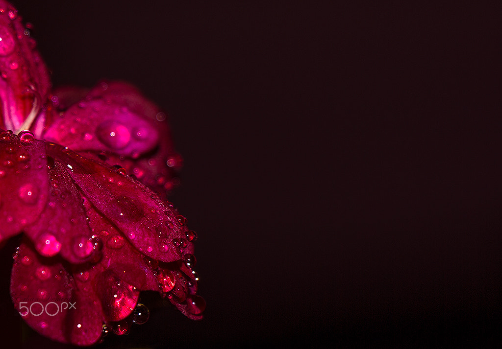 Canon EOS 60D + Canon EF-S 18-135mm F3.5-5.6 IS USM sample photo. Ağlayan çiçek / crying flower photography