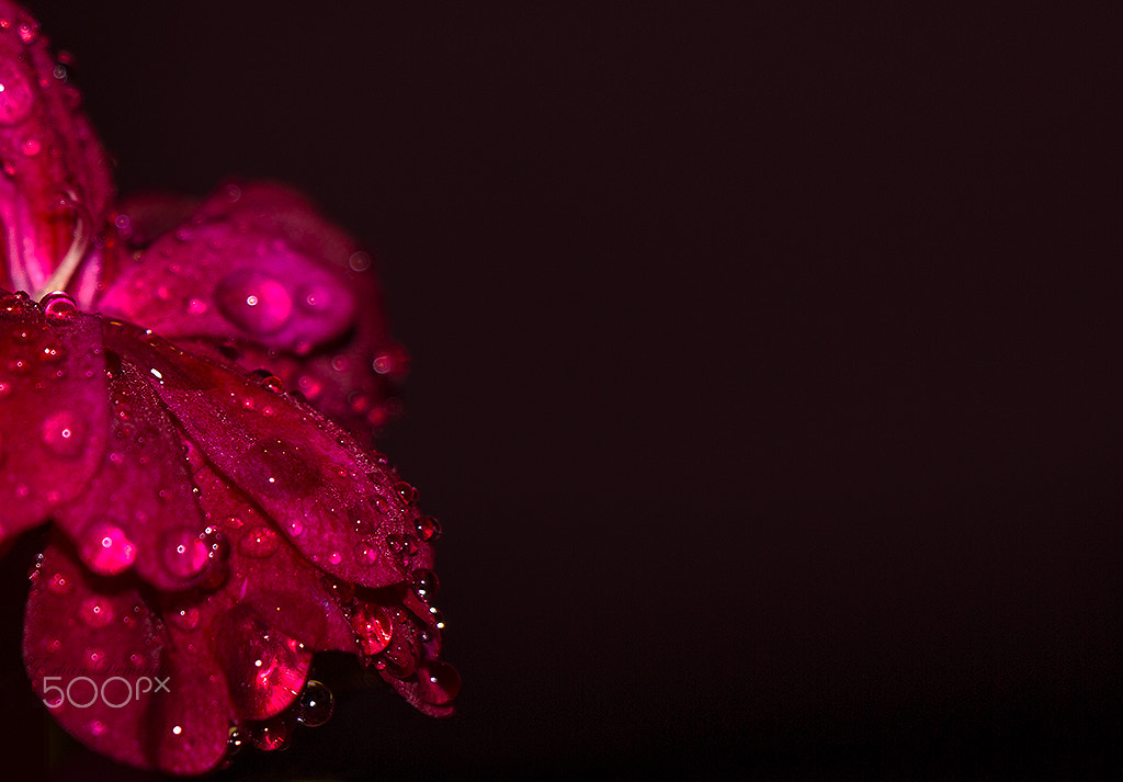 Canon EOS 60D sample photo. Ağlayan çiçek / crying flower photography