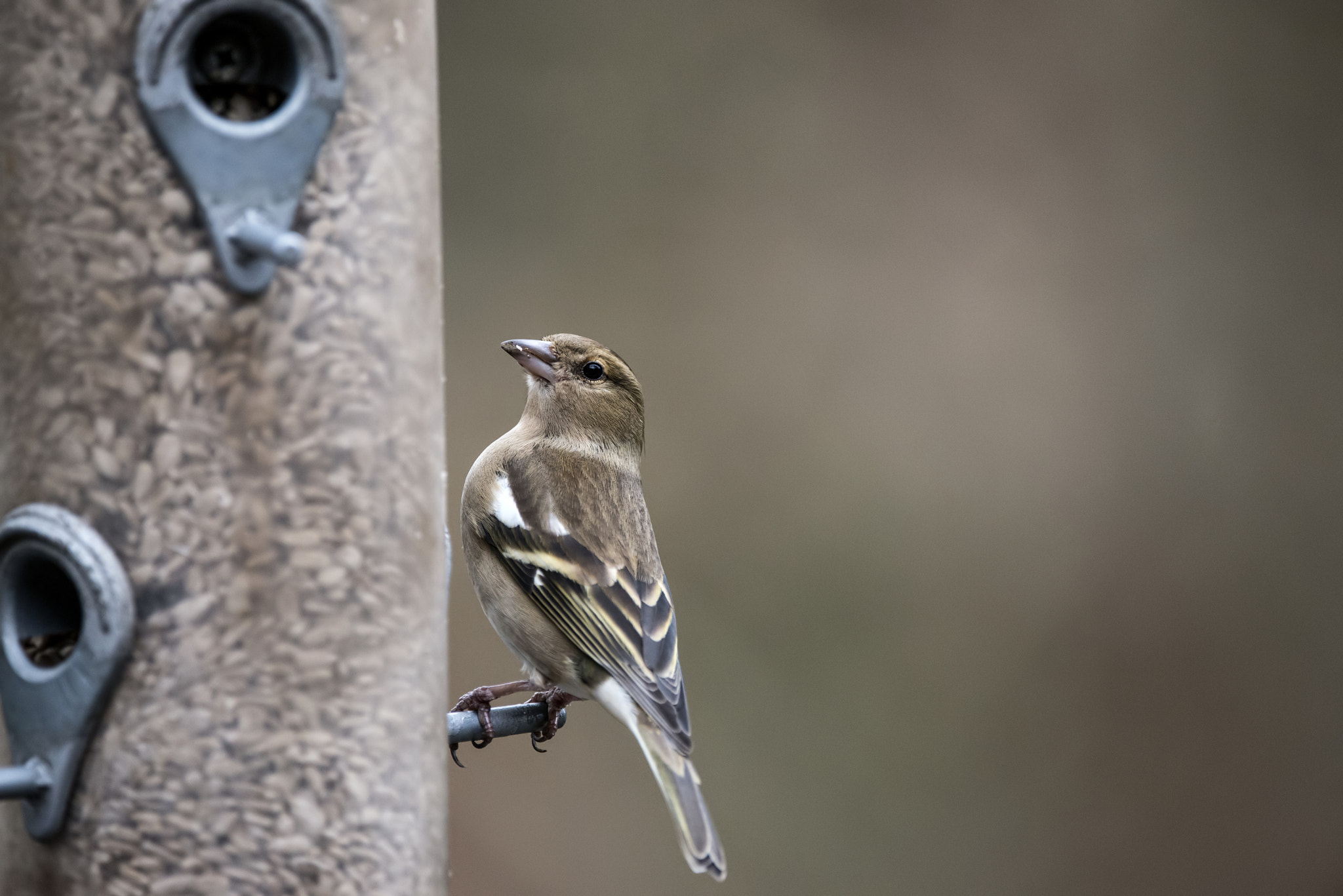 Nikon D800 + Sigma 150-600mm F5-6.3 DG OS HSM | C sample photo. Beautiful female house sparrow passer domesticus on bird feeder photography