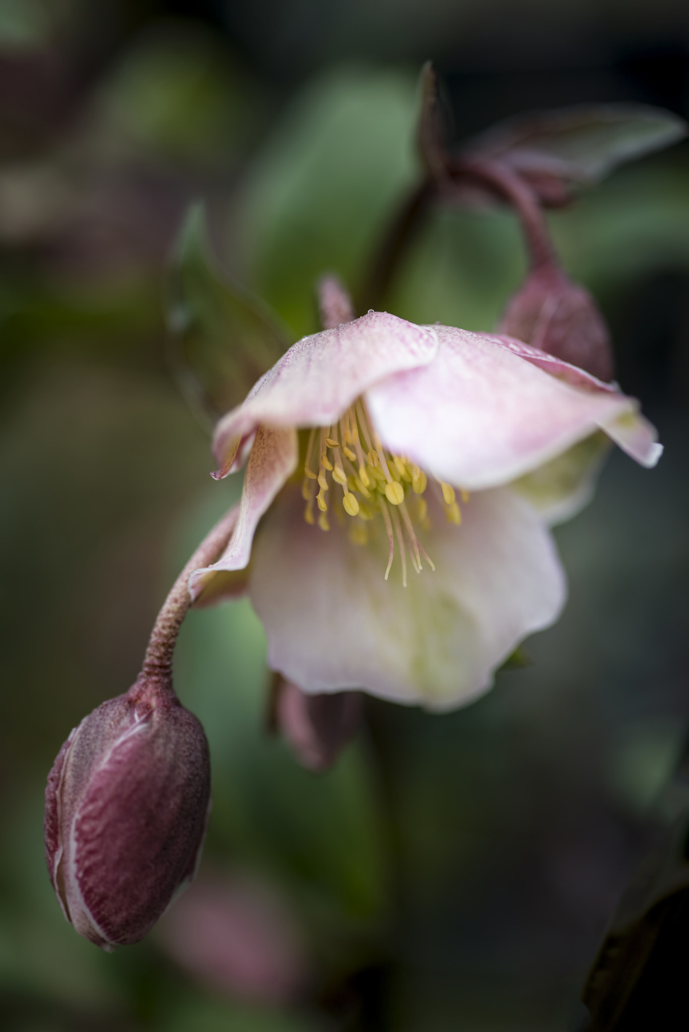 Nikon D800 + Sigma 105mm F2.8 EX DG Macro sample photo. Stunning helleborous winterbells flower in full bloom photography