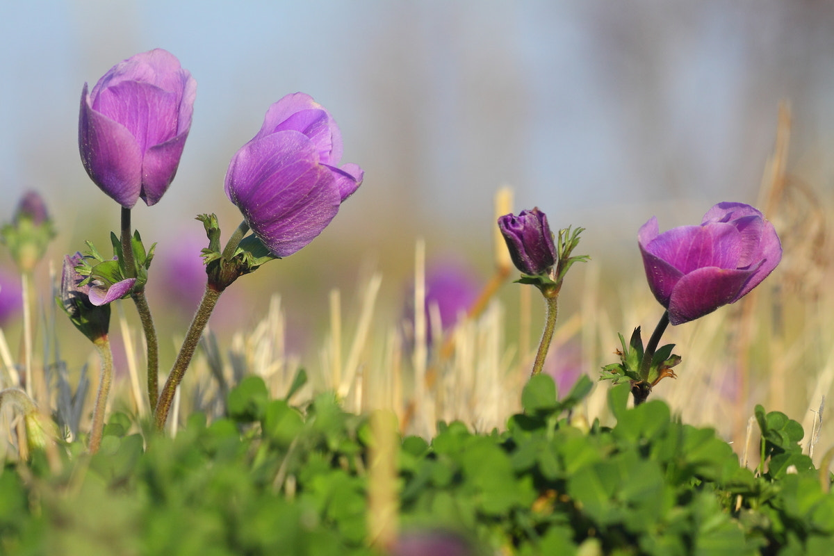 Sigma APO Macro 150mm f/2.8 EX DG HSM sample photo. Beauty photography