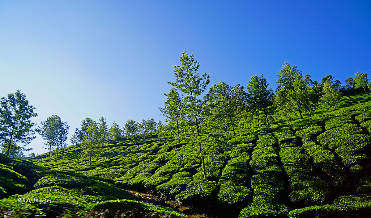 Sony a6300 + Sony Vario-Tessar T* E 16-70mm F4 ZA OSS sample photo. Tea gardens photography