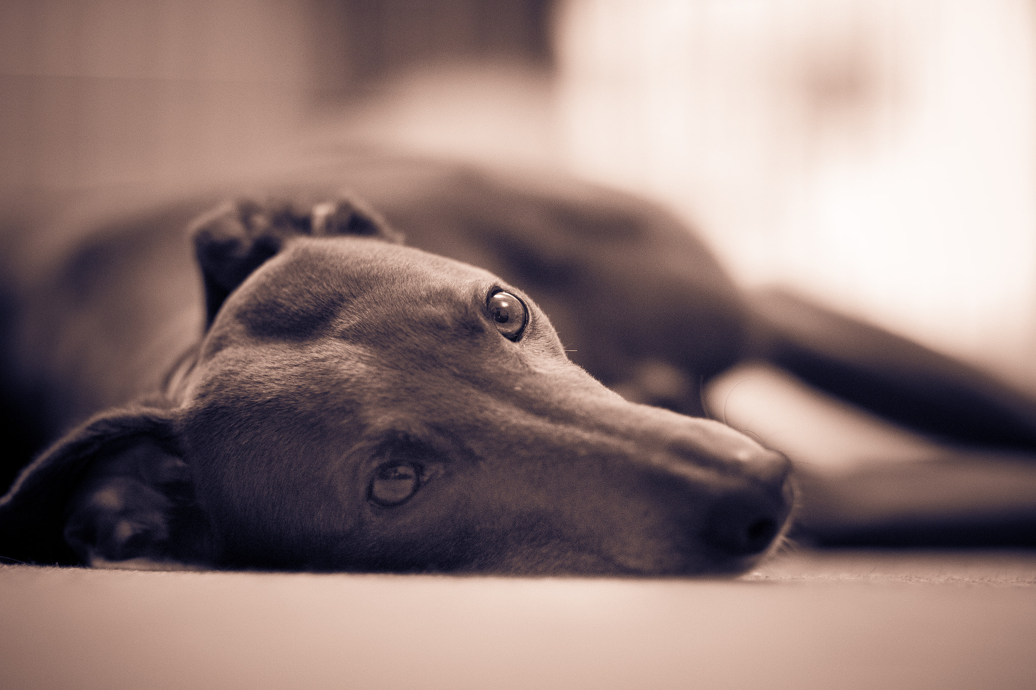 Canon EOS 70D sample photo. Greyhound at rest (sepia) photography
