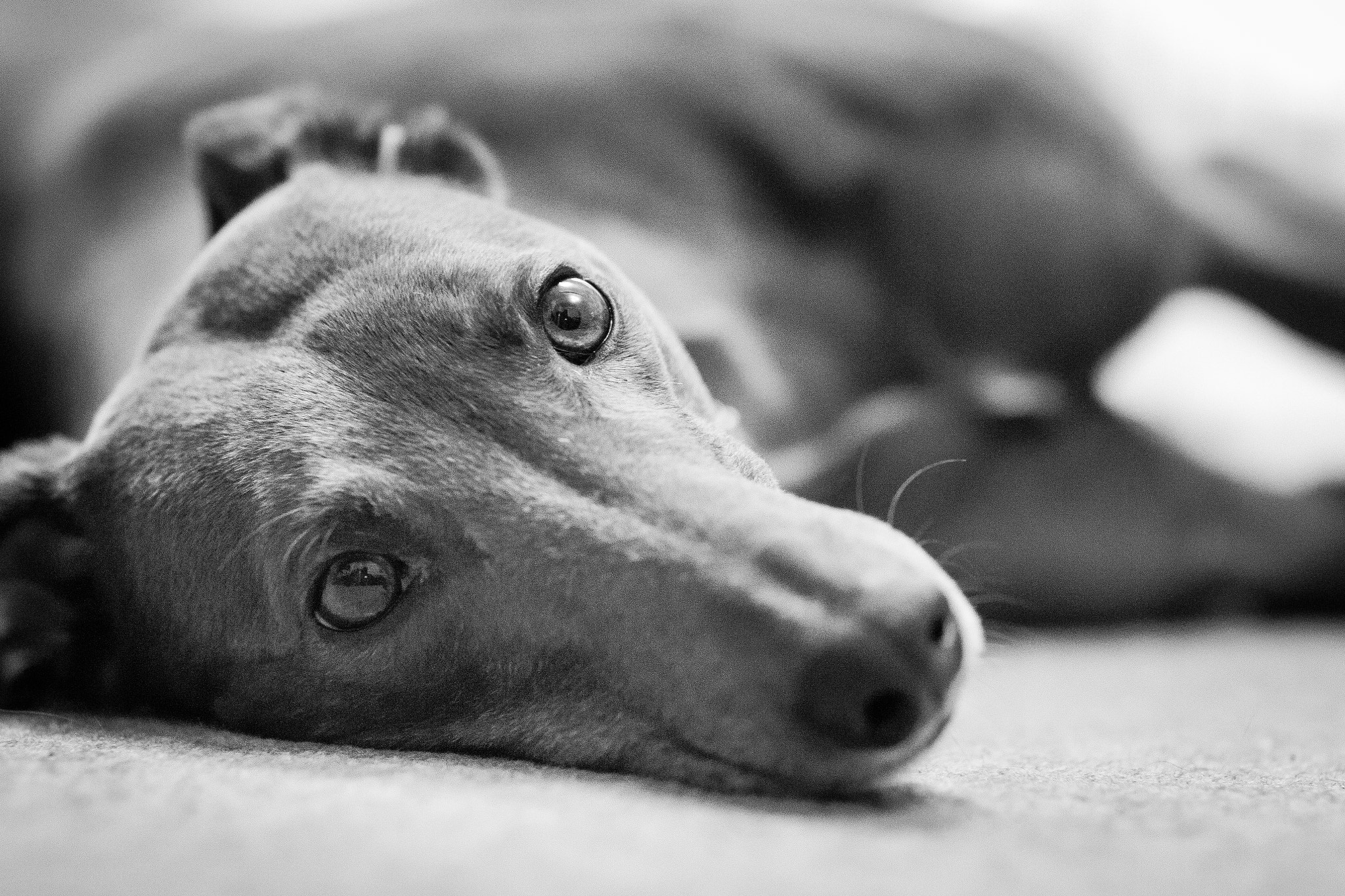 Canon EOS 70D sample photo. Greyhound at rest photography