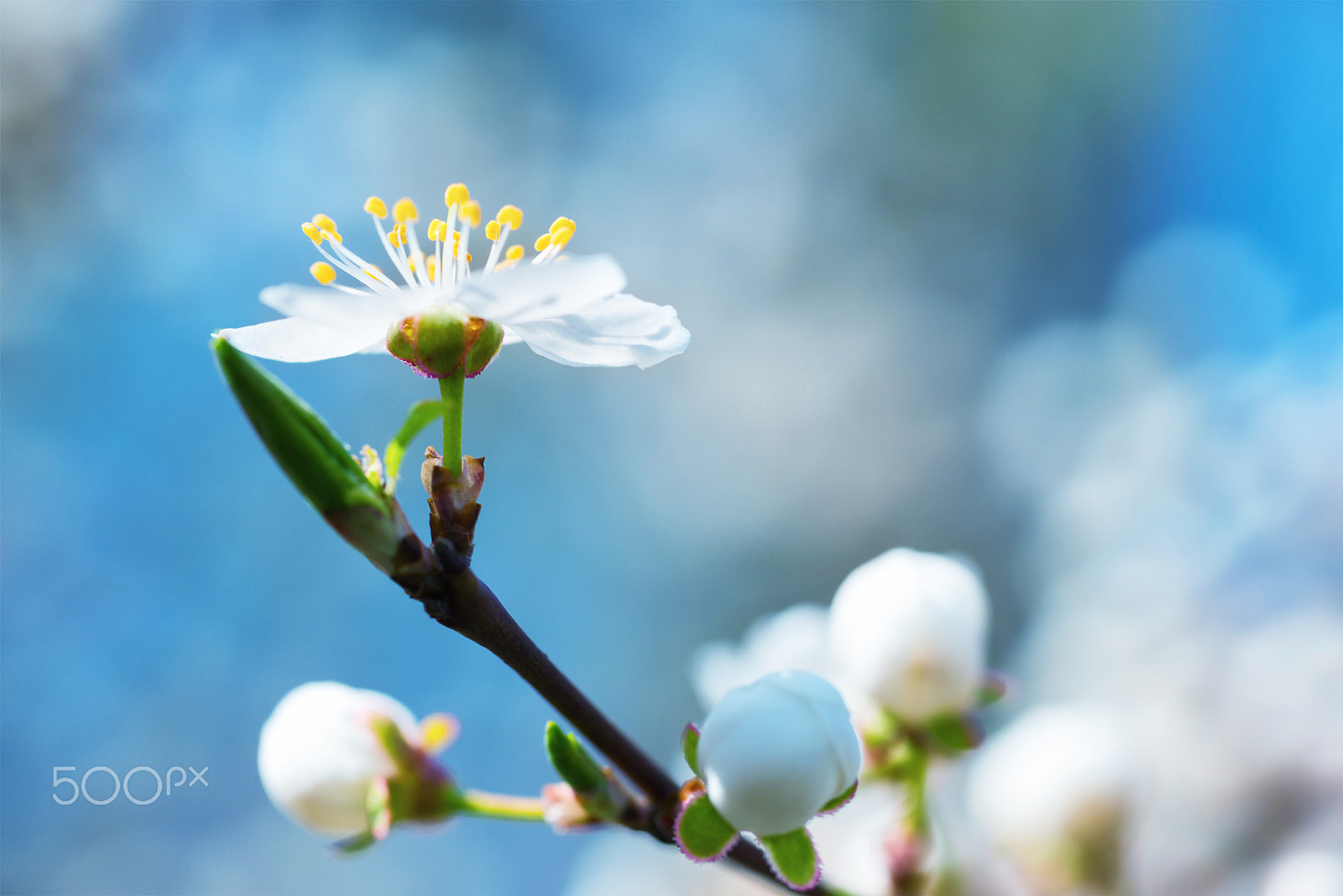 Nikon D800 + Sigma 70mm F2.8 EX DG Macro sample photo. Spring blossoming white spring flowers photography