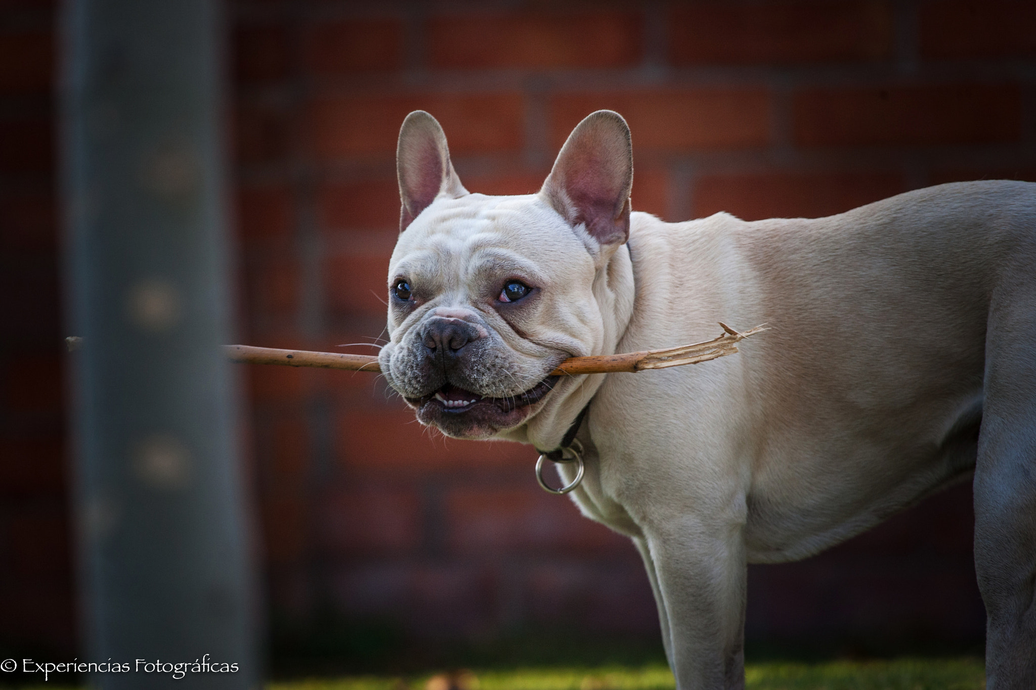 Canon EOS-1D Mark III + Canon EF 100-400mm F4.5-5.6L IS USM sample photo. Coco my french bulldog photography