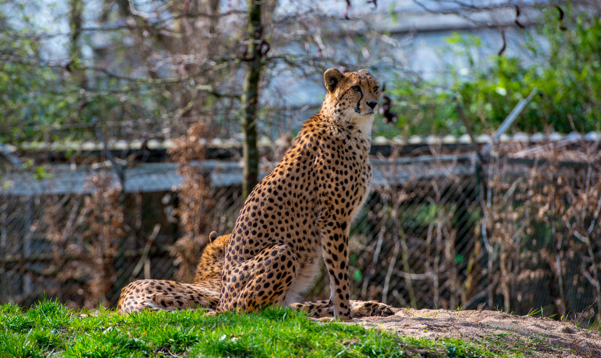 Nikon AF-S Nikkor 70-200mm F2.8G ED VR II sample photo. Gepard photography