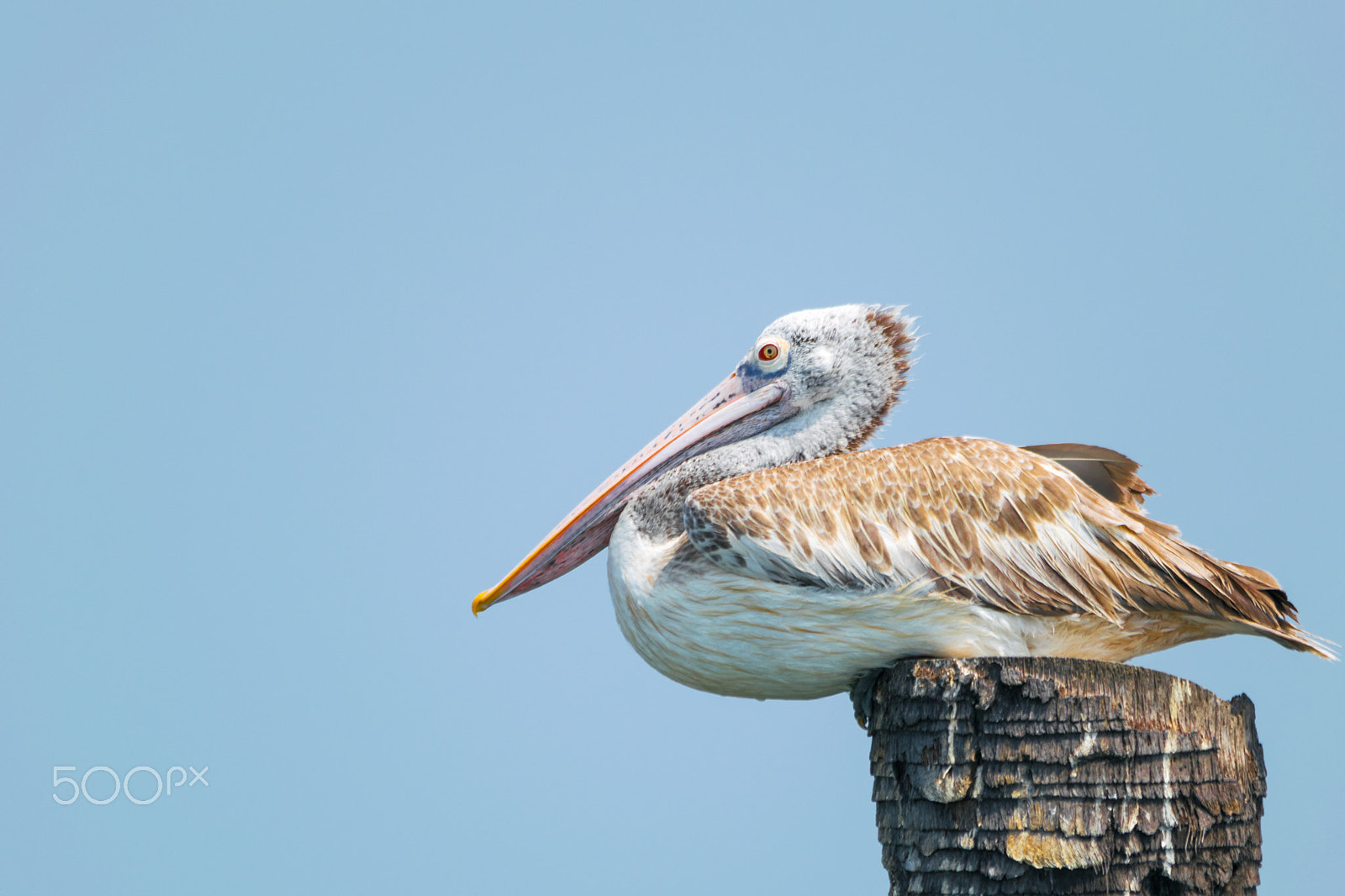 Sigma 150-500mm F5-6.3 DG OS HSM sample photo. Spot billed pelican photography