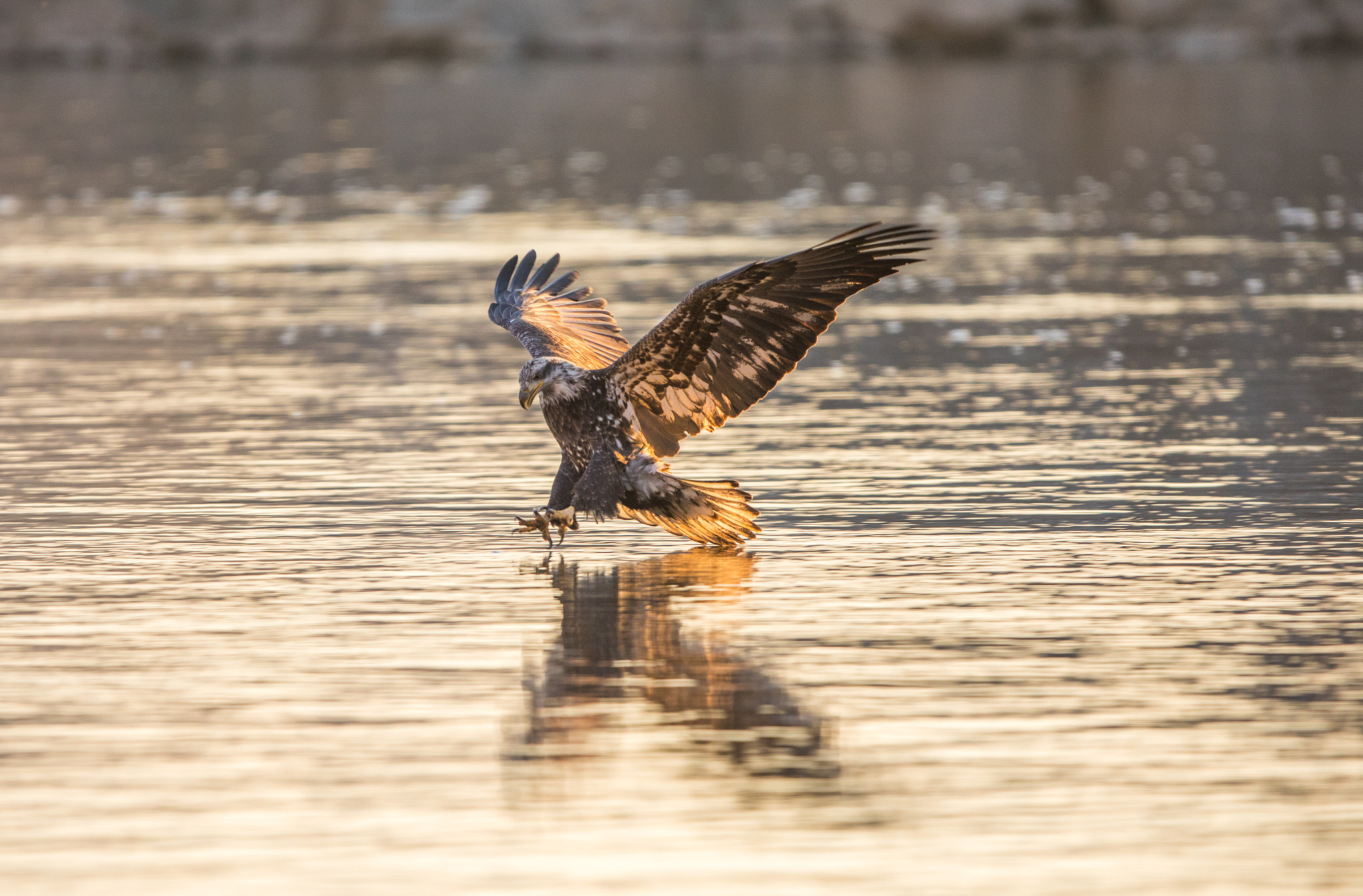 Canon EF 300mm F2.8L IS USM sample photo. Juvenile bald eagle photography