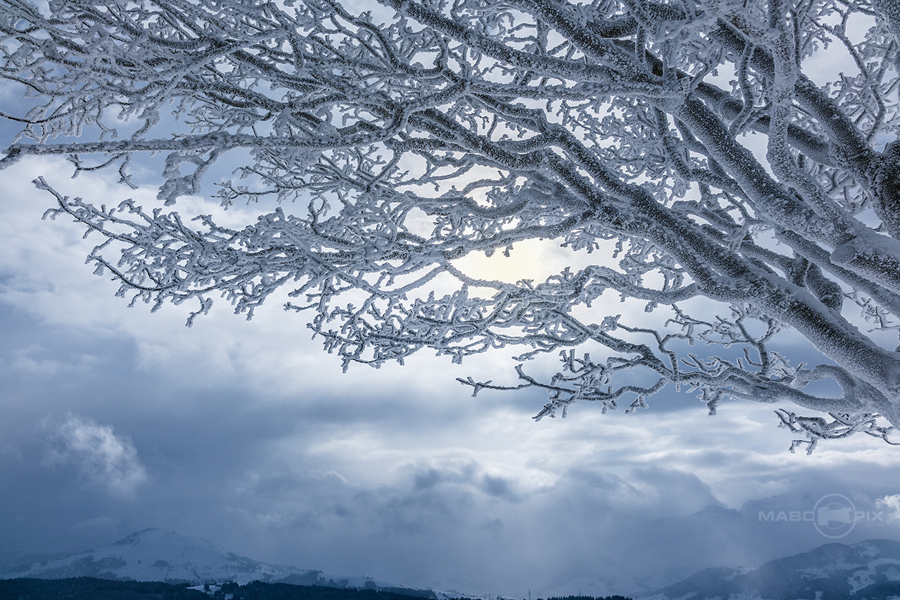 35mm F2.0 sample photo. Snowy mystical landscape photography