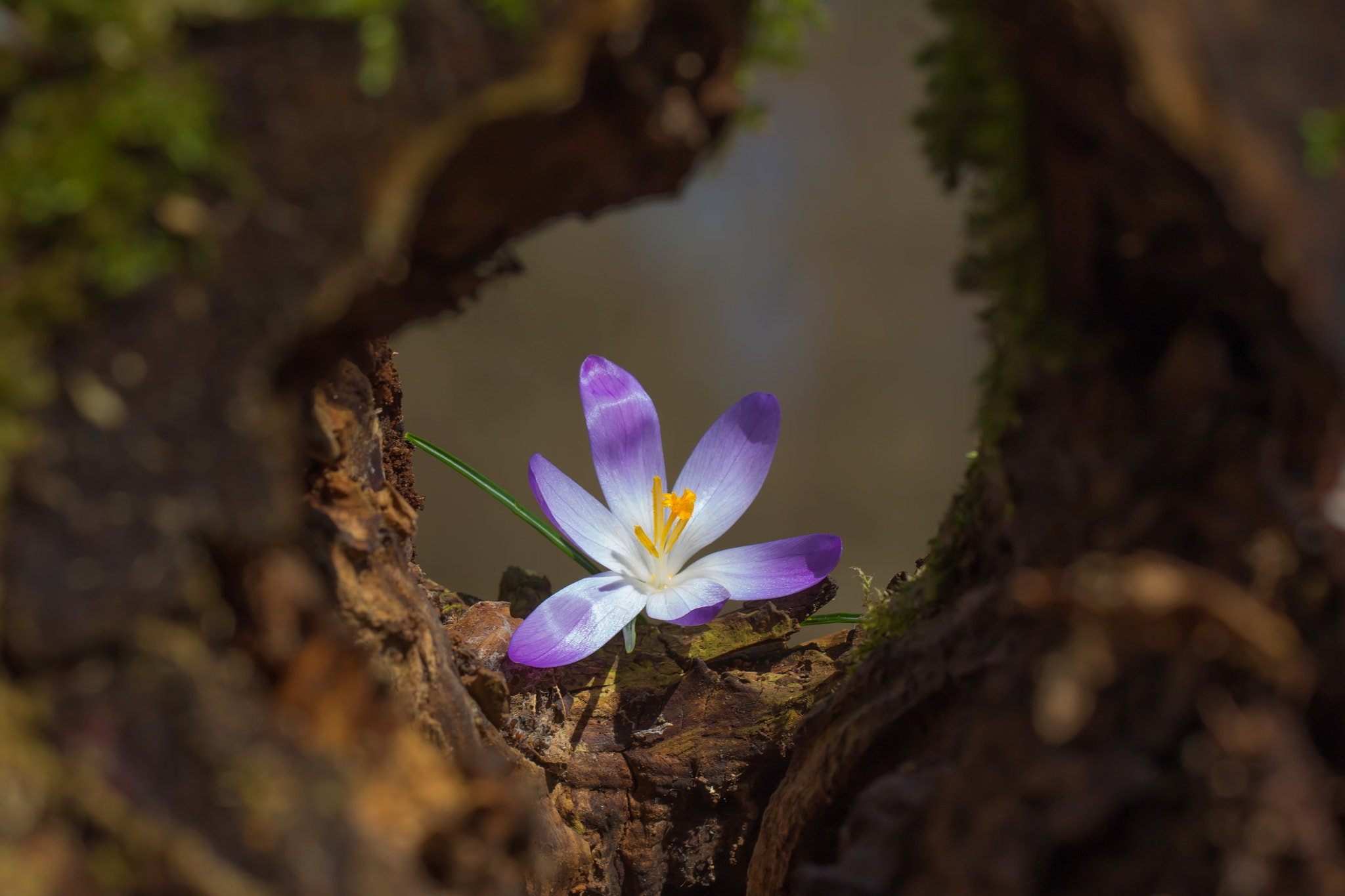Canon EF 100mm F2.8L Macro IS USM sample photo. Crocus photography