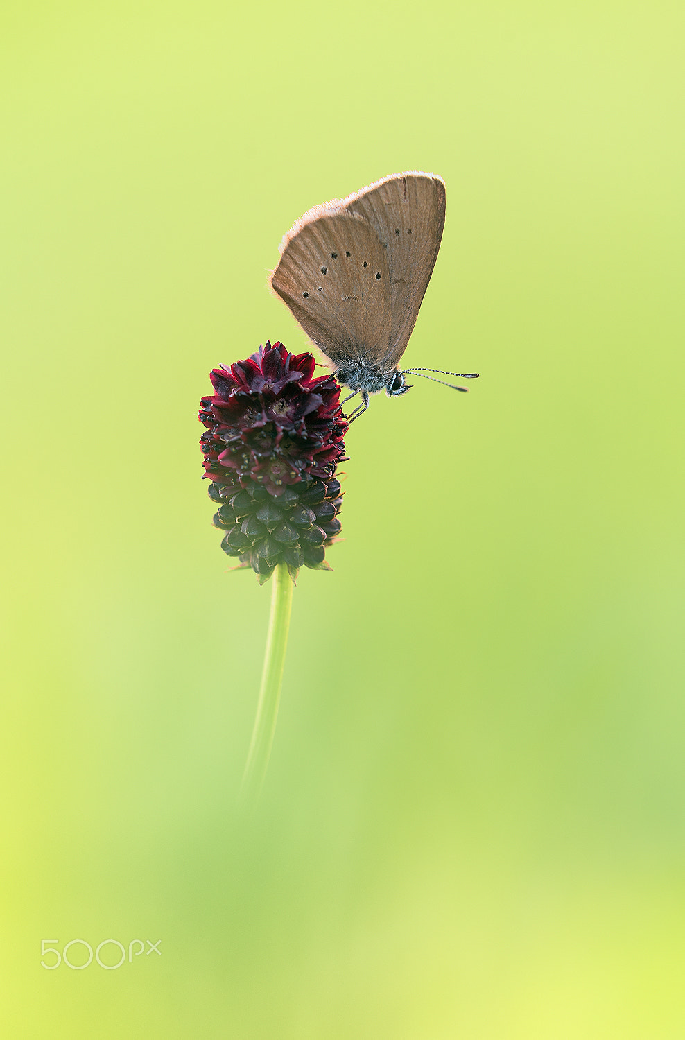 Sigma 150mm F2.8 EX DG Macro HSM sample photo. Dusky large blue photography