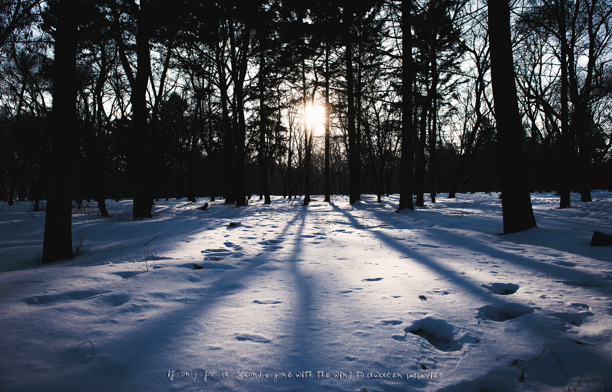 Nikon D4S sample photo. What has come into being in him was life, and the  ... photography