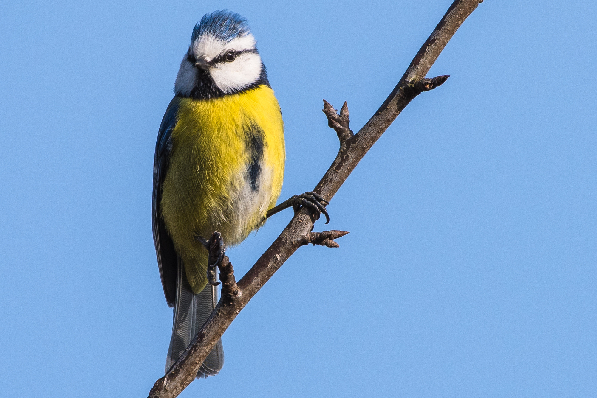 Nikon AF-S Nikkor 200-500mm F5.6E ED VR sample photo. Blaumeise photography