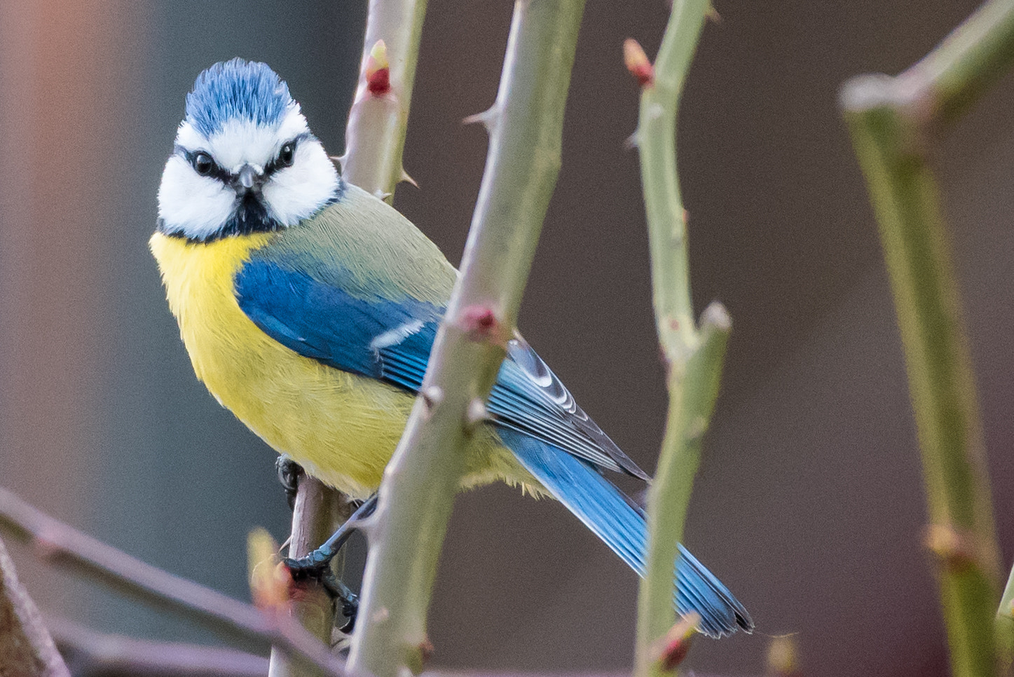Nikon AF-S Nikkor 200-500mm F5.6E ED VR sample photo. Blaumeise photography