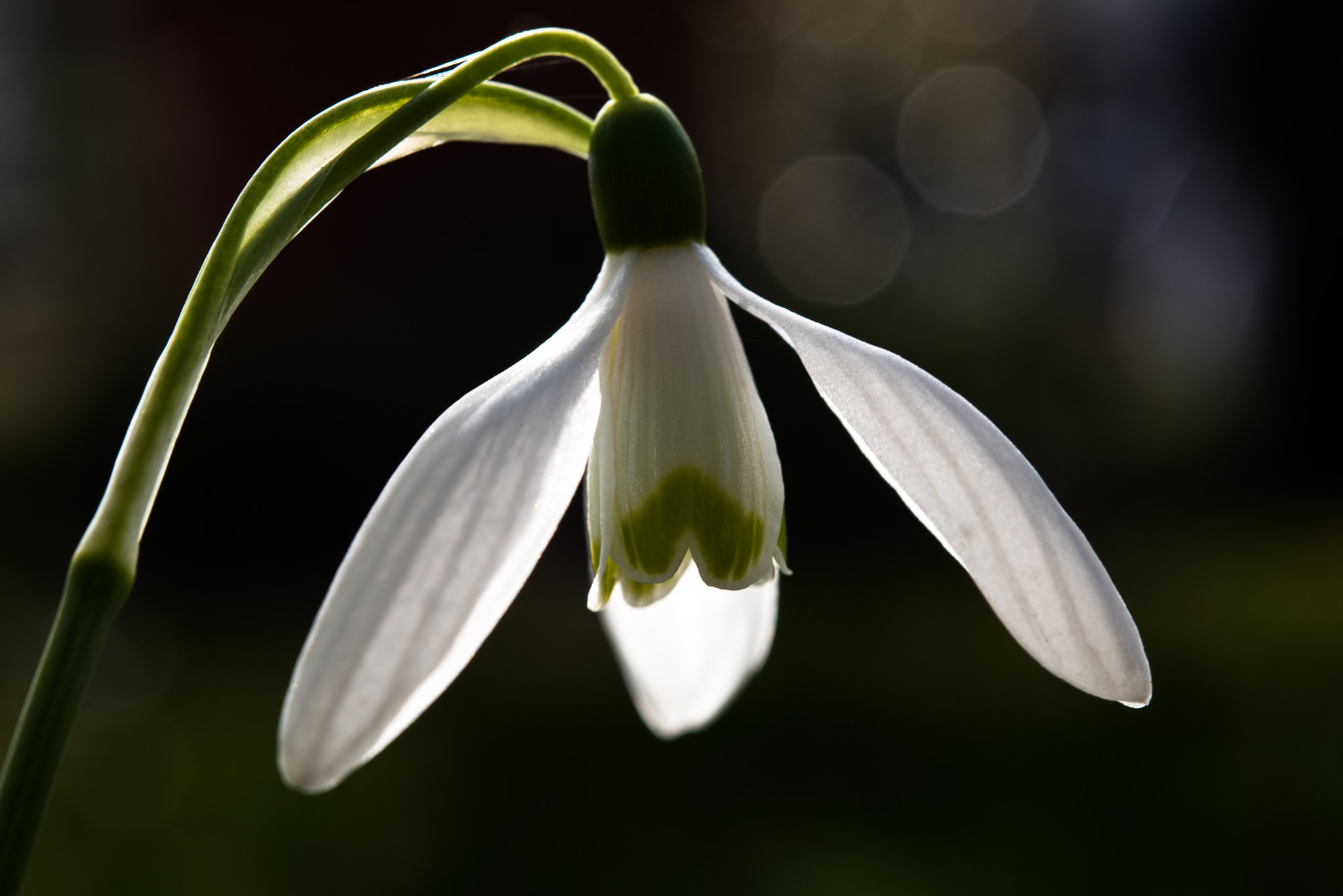 Nikon AF-S Micro-Nikkor 60mm F2.8G ED sample photo. Frühlingsbote photography