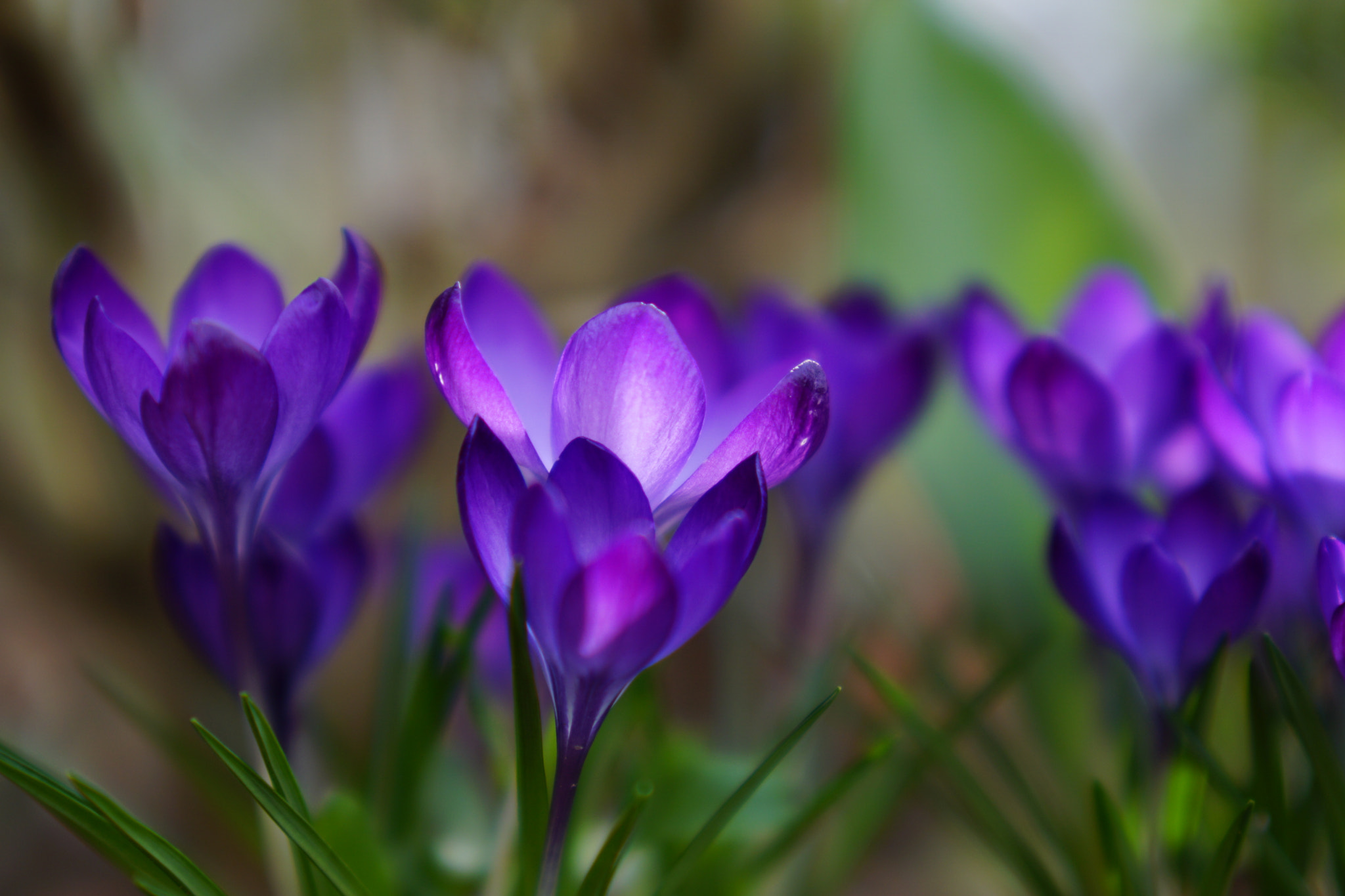 Sony a6000 + Sony Planar T* FE 50mm F1.4 ZA sample photo. Flower photography
