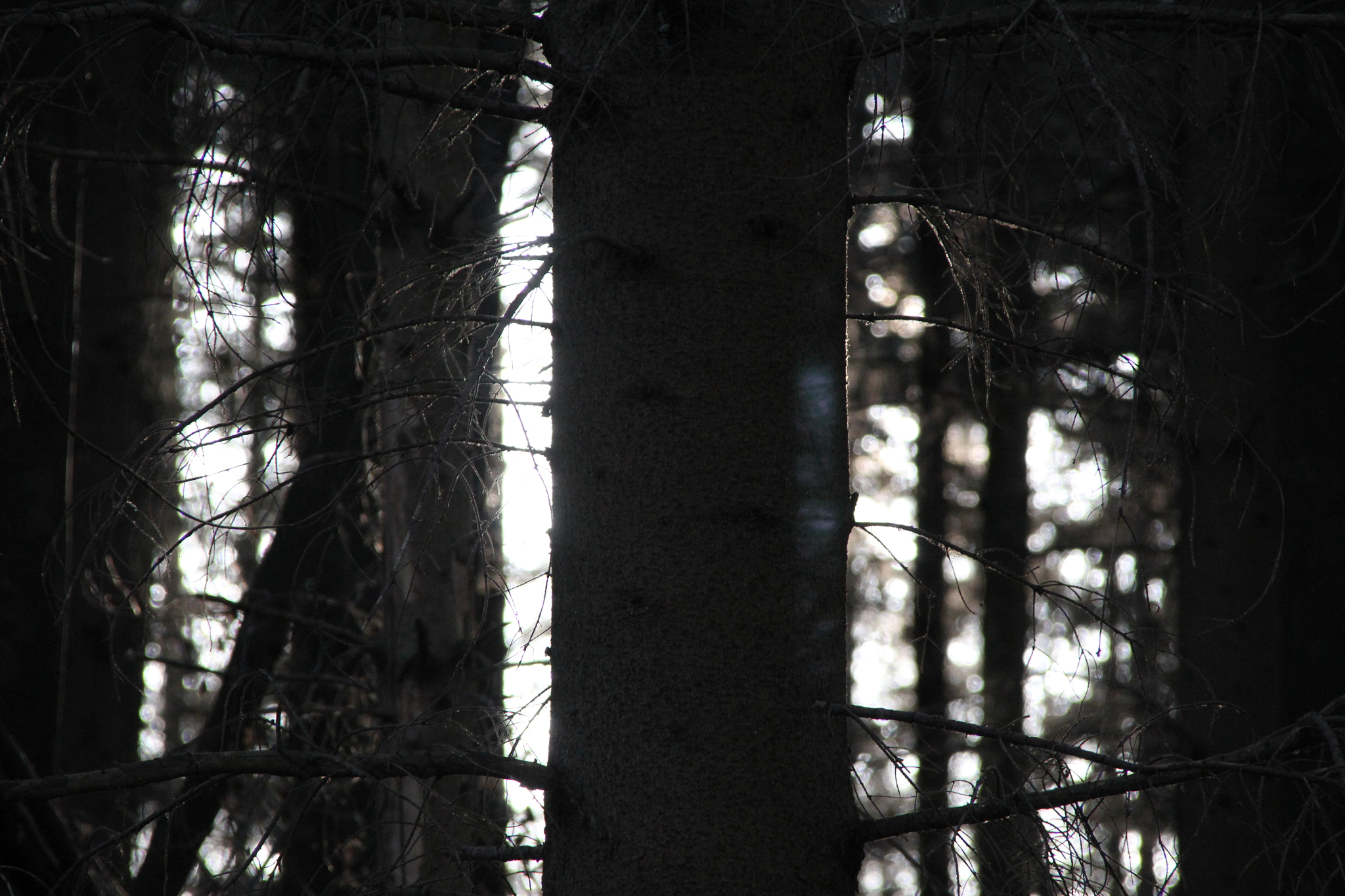 Canon TS-E 90mm F2.8 Tilt-Shift sample photo. Forest photography