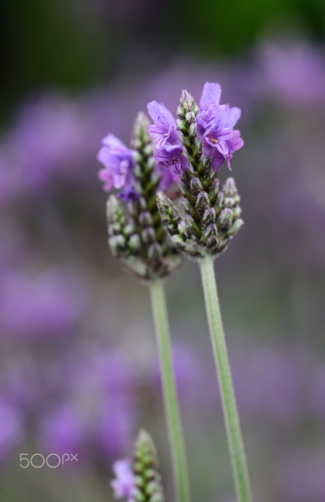 Nikon D810A sample photo. Flower photography