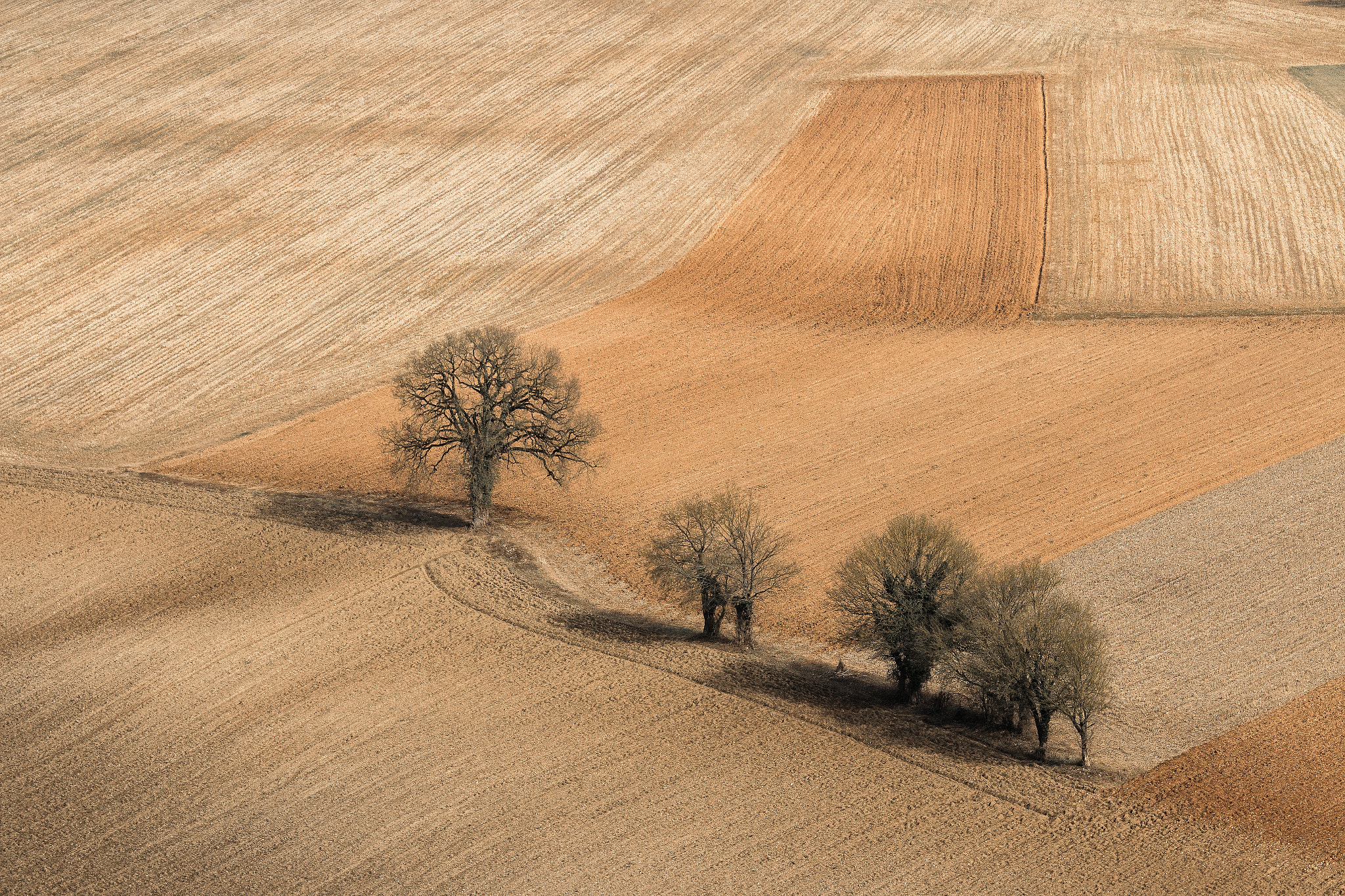 Canon EOS 70D + Canon EF 70-200mm F4L IS USM sample photo. Arbres sur patchwork photography