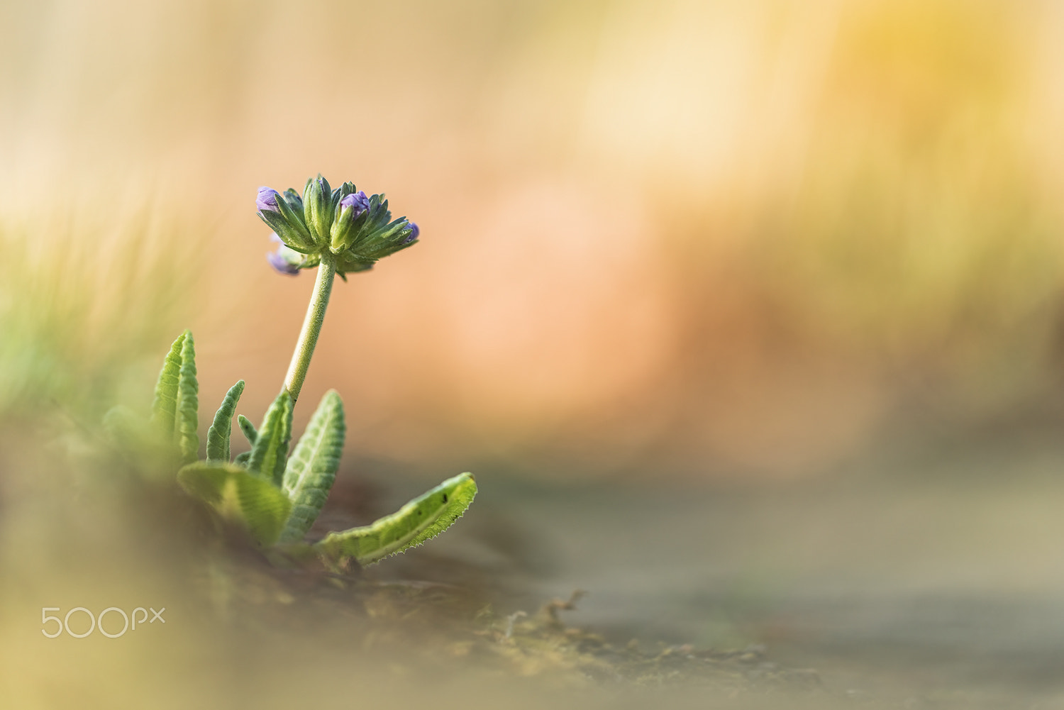 Sigma 150mm F2.8 EX DG Macro HSM sample photo. Primula photography