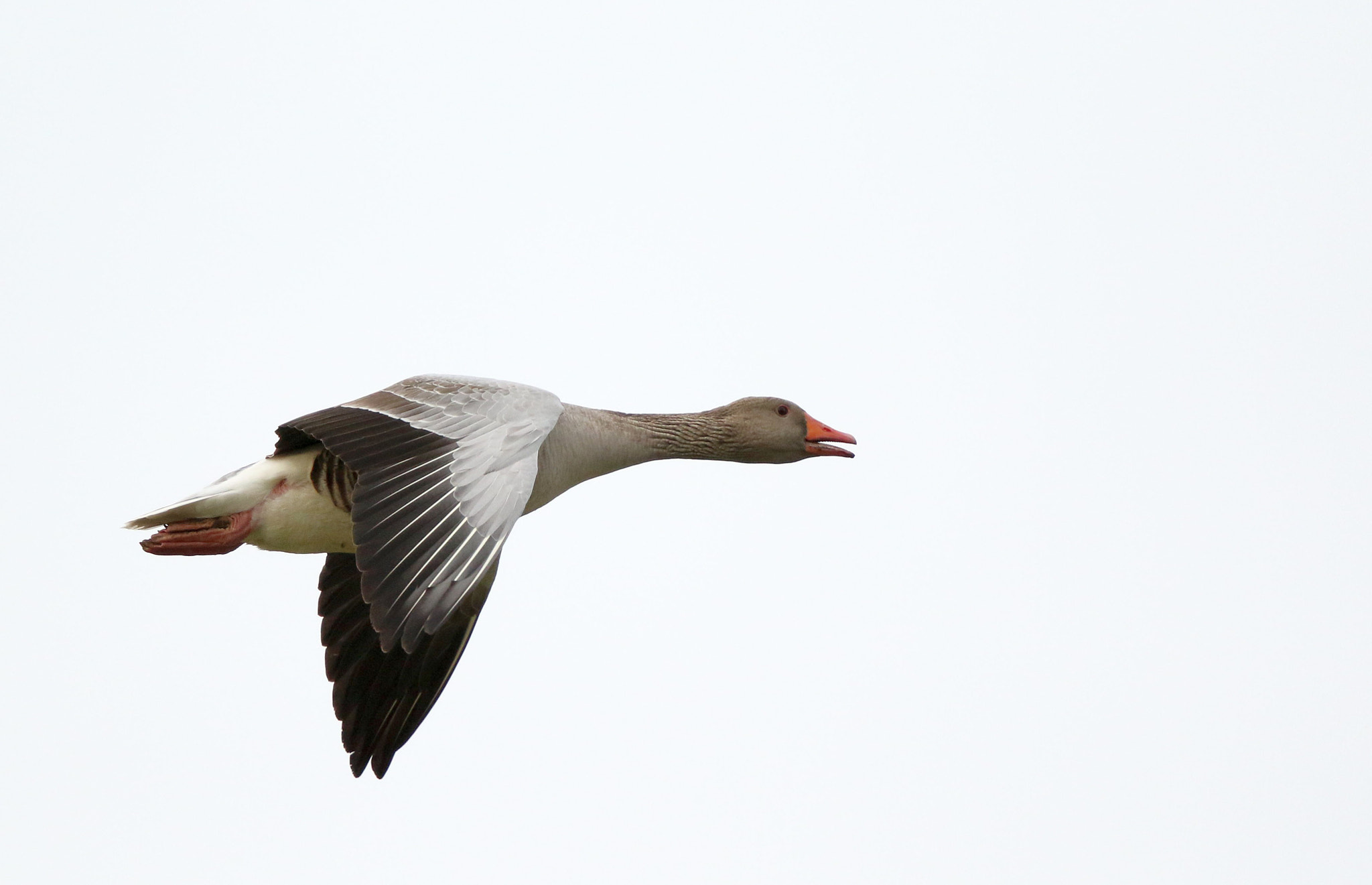 Canon EF 500mm F4L IS II USM sample photo. Ja photography