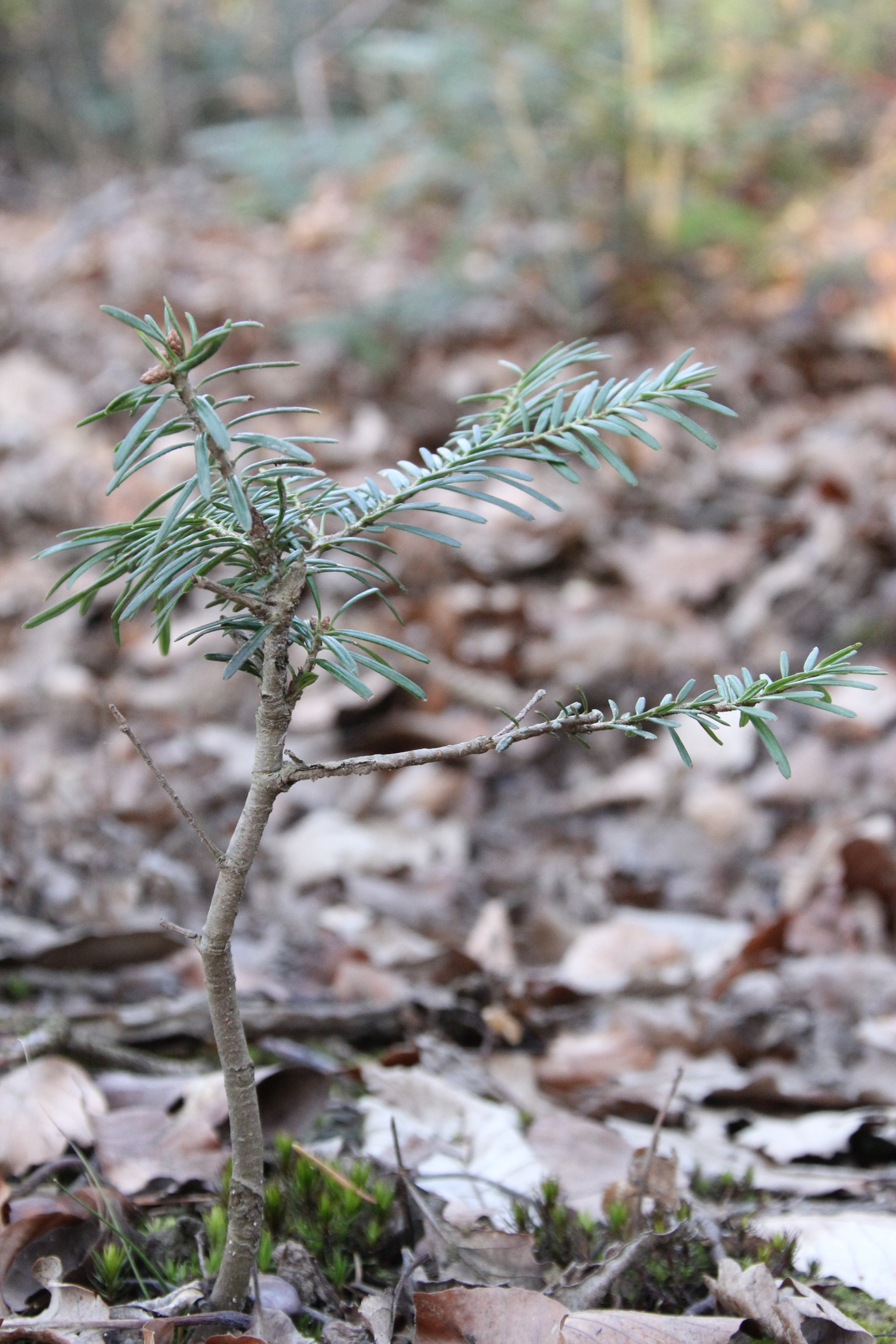 Canon EOS 60D + Canon TS-E 90mm F2.8 Tilt-Shift sample photo. Coniferous tree photography