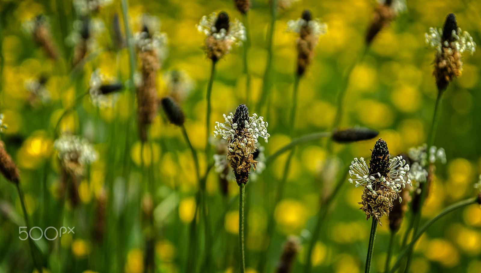 Nikon D7000 sample photo. Field of gold photography