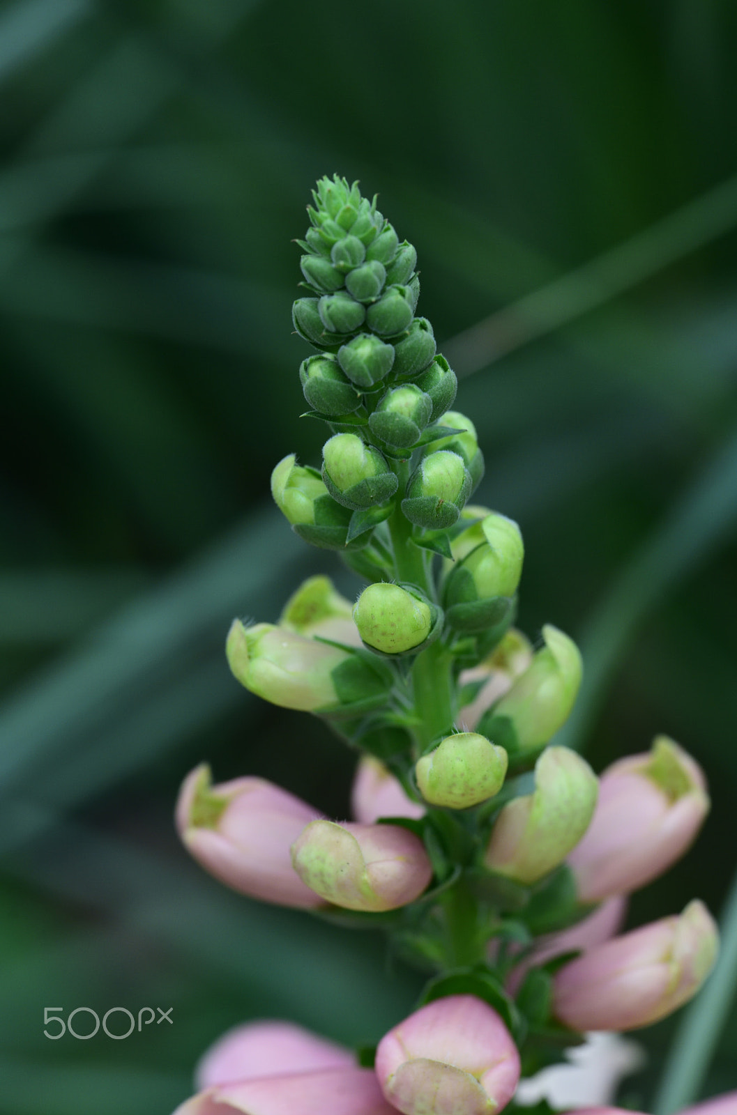 Nikon D810A sample photo. Flower photography