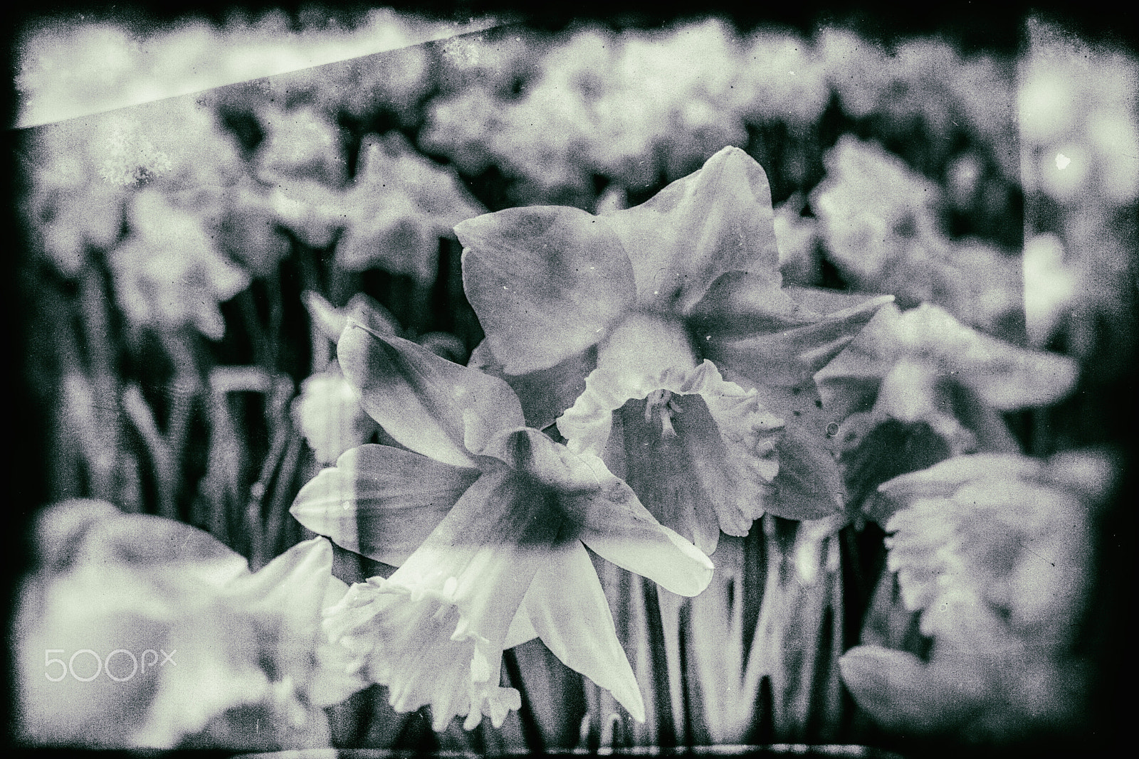 Nikon D7100 + Nikon AF Nikkor 35mm F2D sample photo. Spring has sprung, wet plate production. photography