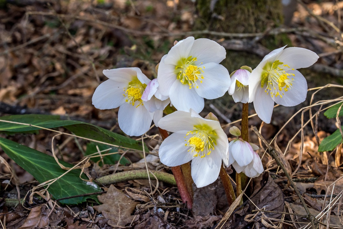 Sigma 105mm F2.8 EX DG OS HSM sample photo. Schneerosen photography