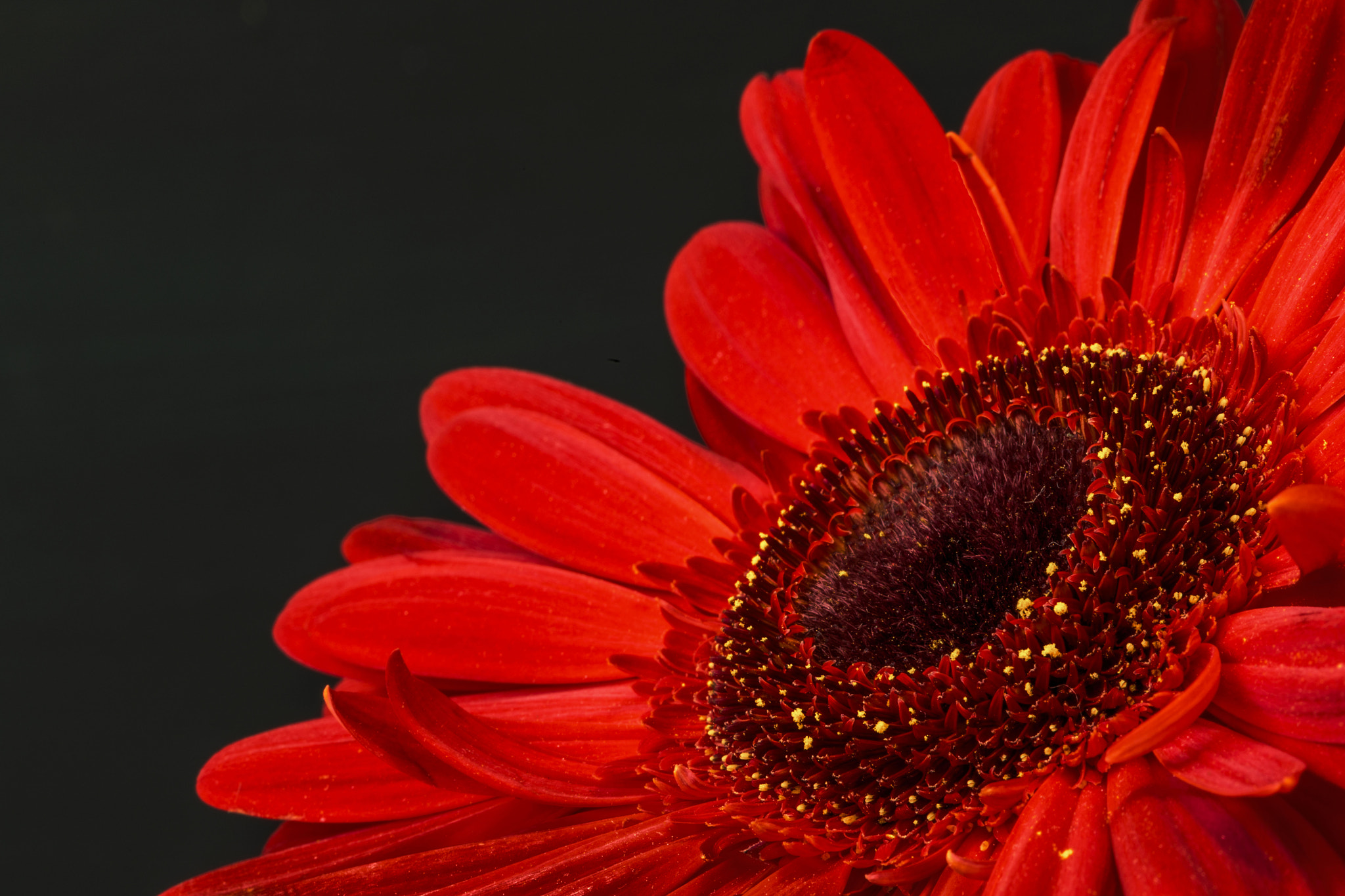 Canon EF 100mm F2.8 Macro USM sample photo. Gerbera roja photography