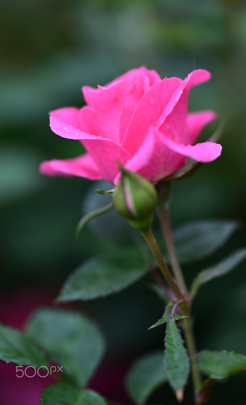 Nikon D810A sample photo. Flower photography