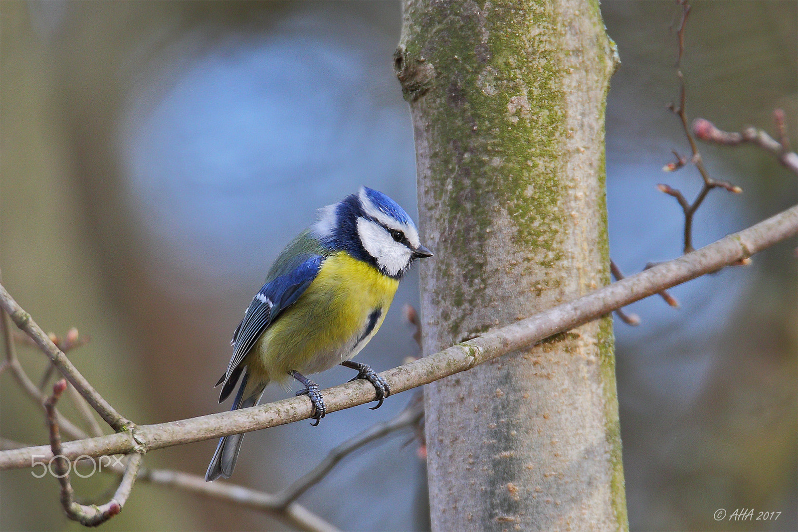 150-600mm F5-6.3 DG OS HSM | Sports 014 sample photo. Blue tit photography